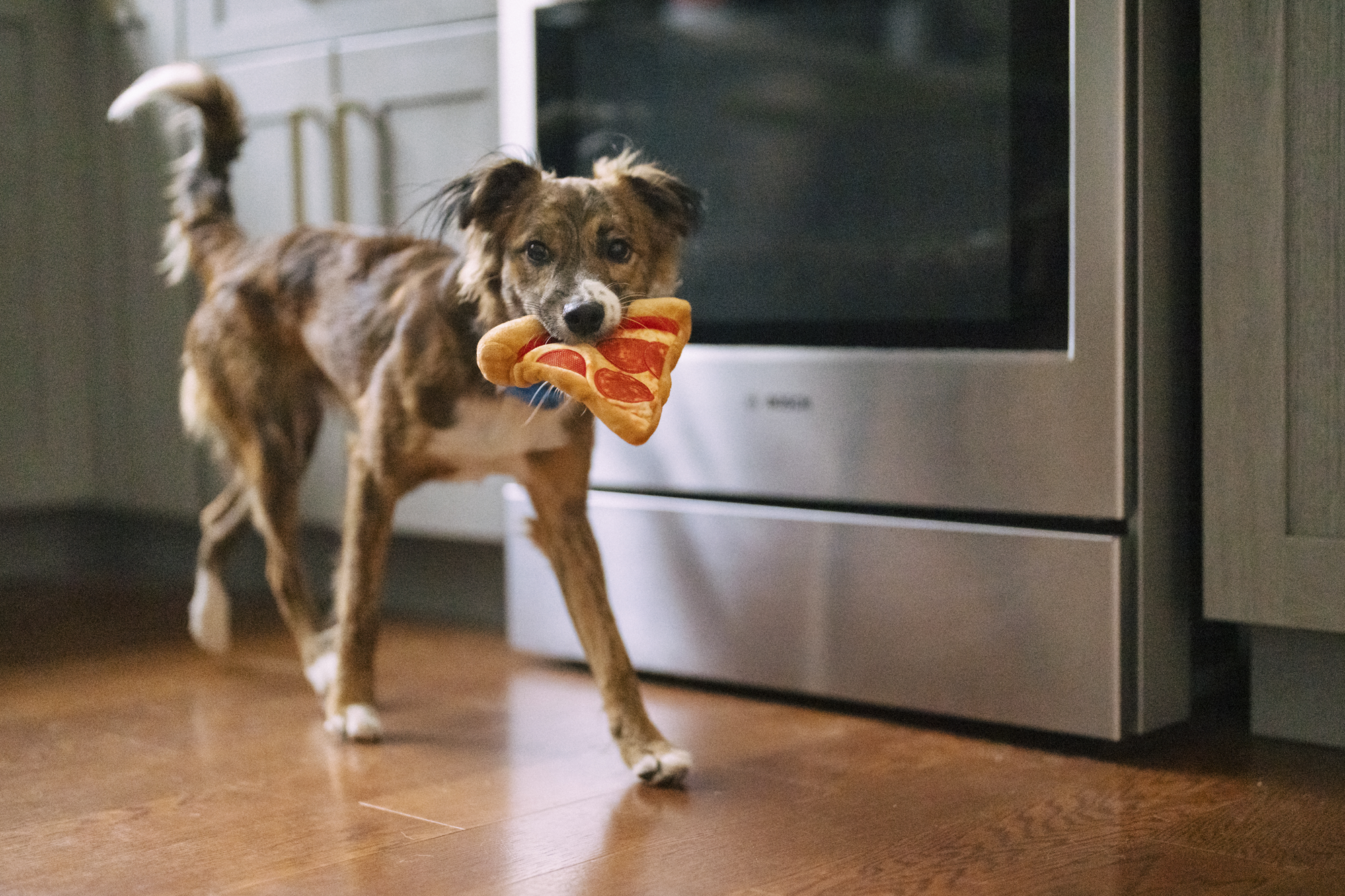 [Pre-Order] P.L.A.Y. Snack Attack Squeaky Plush Dog toys, Puppy-roni Pizza (mini sized)