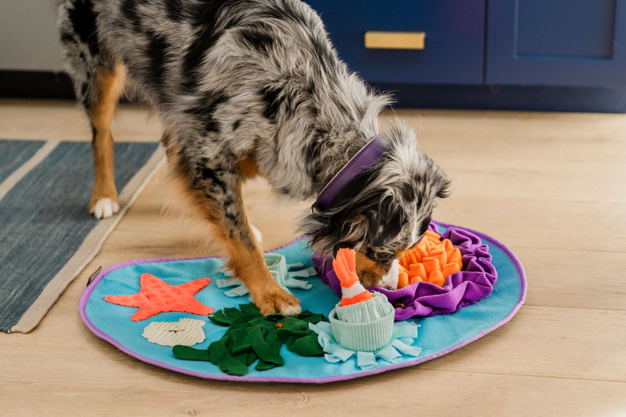 Snuffle Mat Toy for Dogs and Cats, Coral Cove