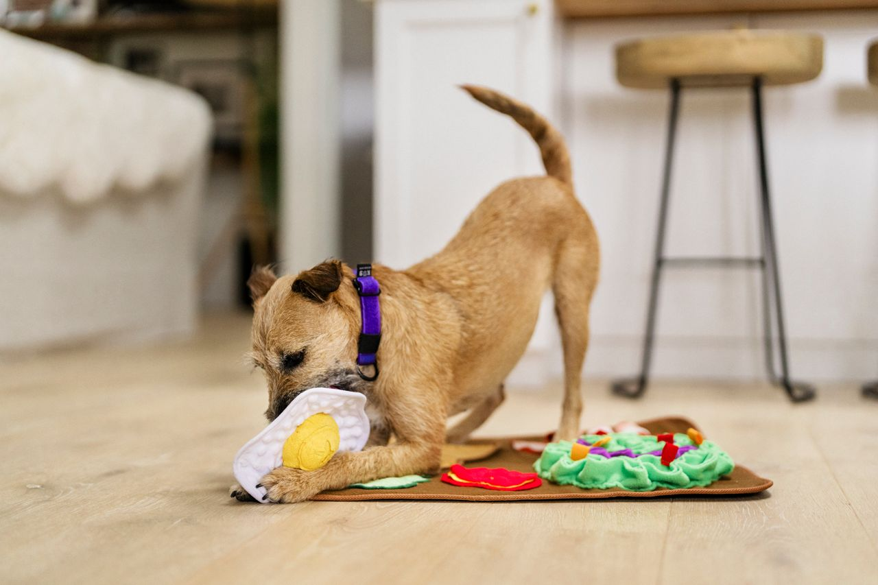 Snuffle Mat Toy for Dogs and Cats, Savory Sunrise