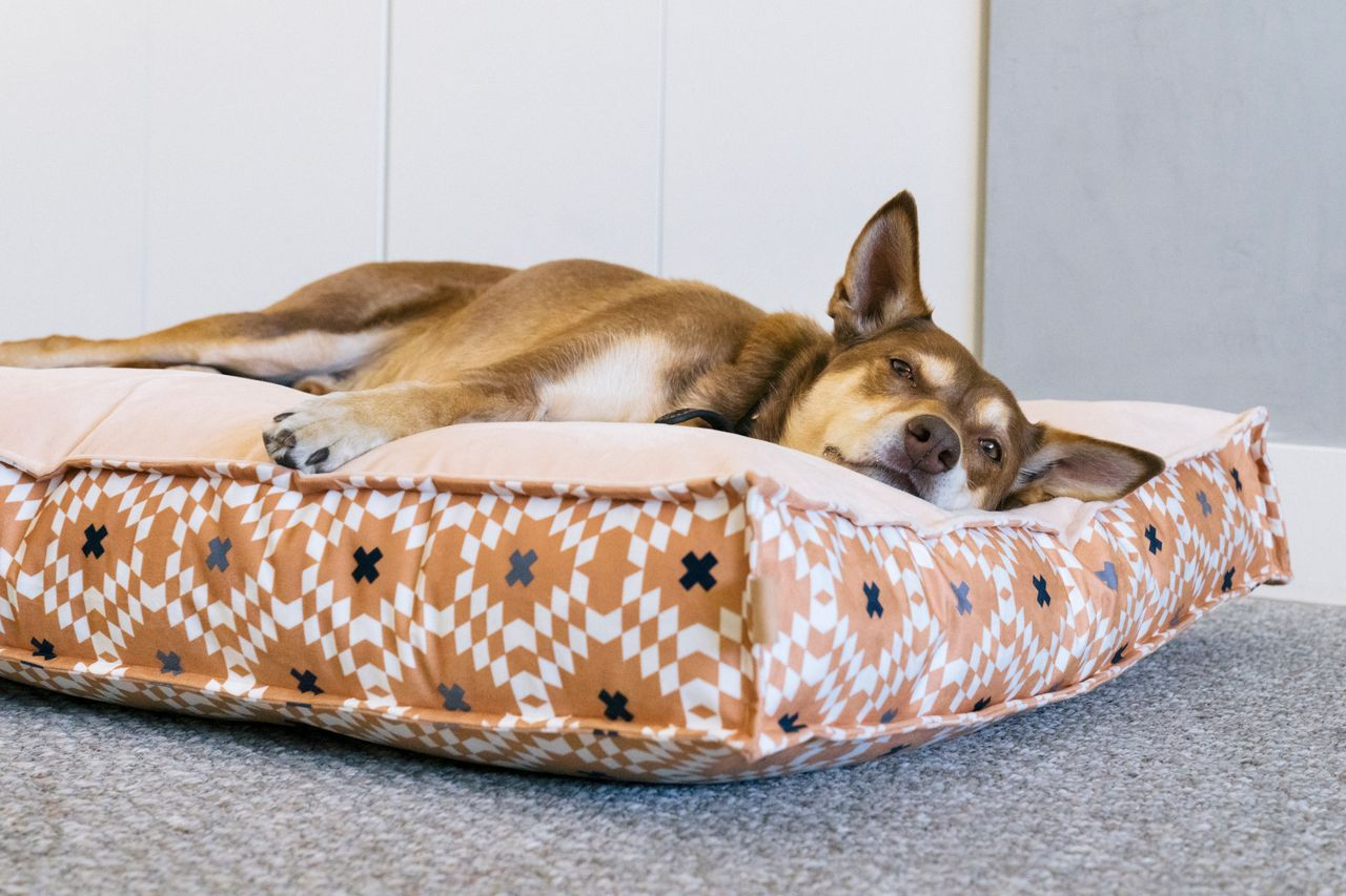 Standard Dog Bed: Marina Boxy Sand