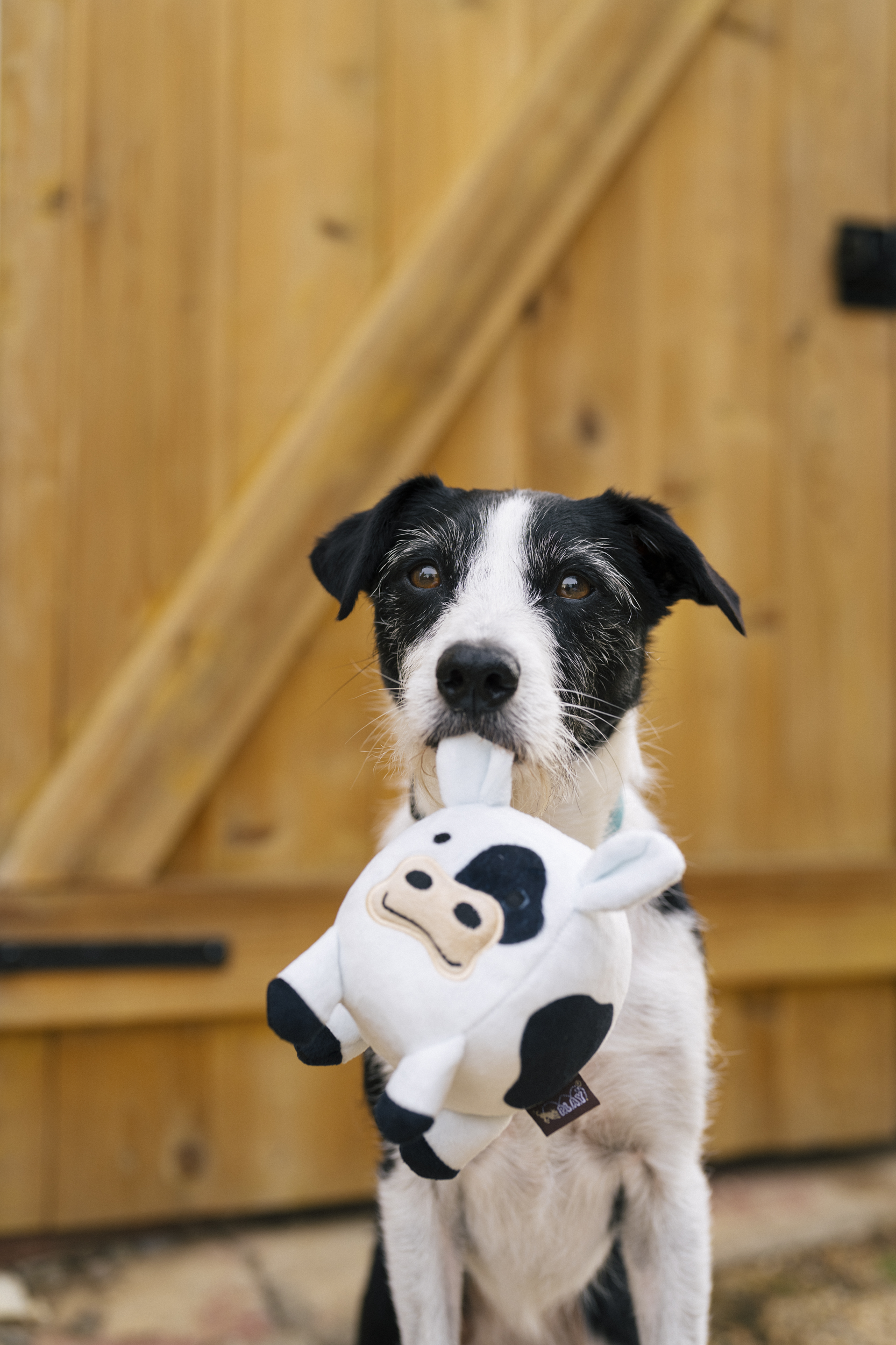 [Pre-Order]P.L.A.Y. Barnyard Buddies Squeaky Plush Dog Toy, Cole the Cow