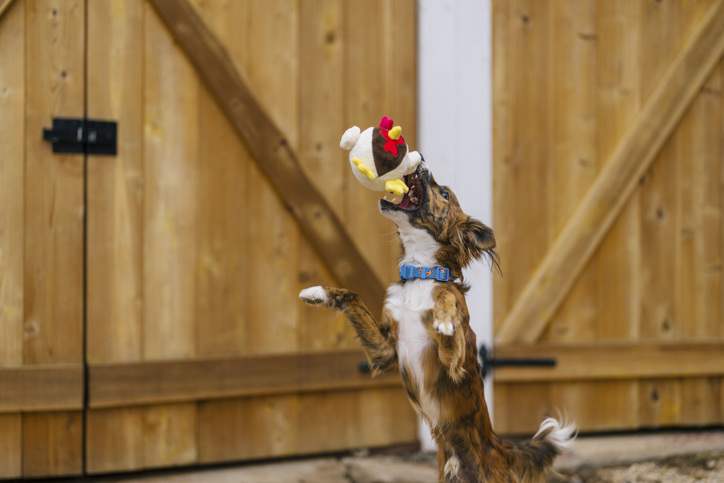 [Pre-Order]P.L.A.Y. Barnyard Buddies Squeaky Plush Dog Toy, Ryan the Rooster