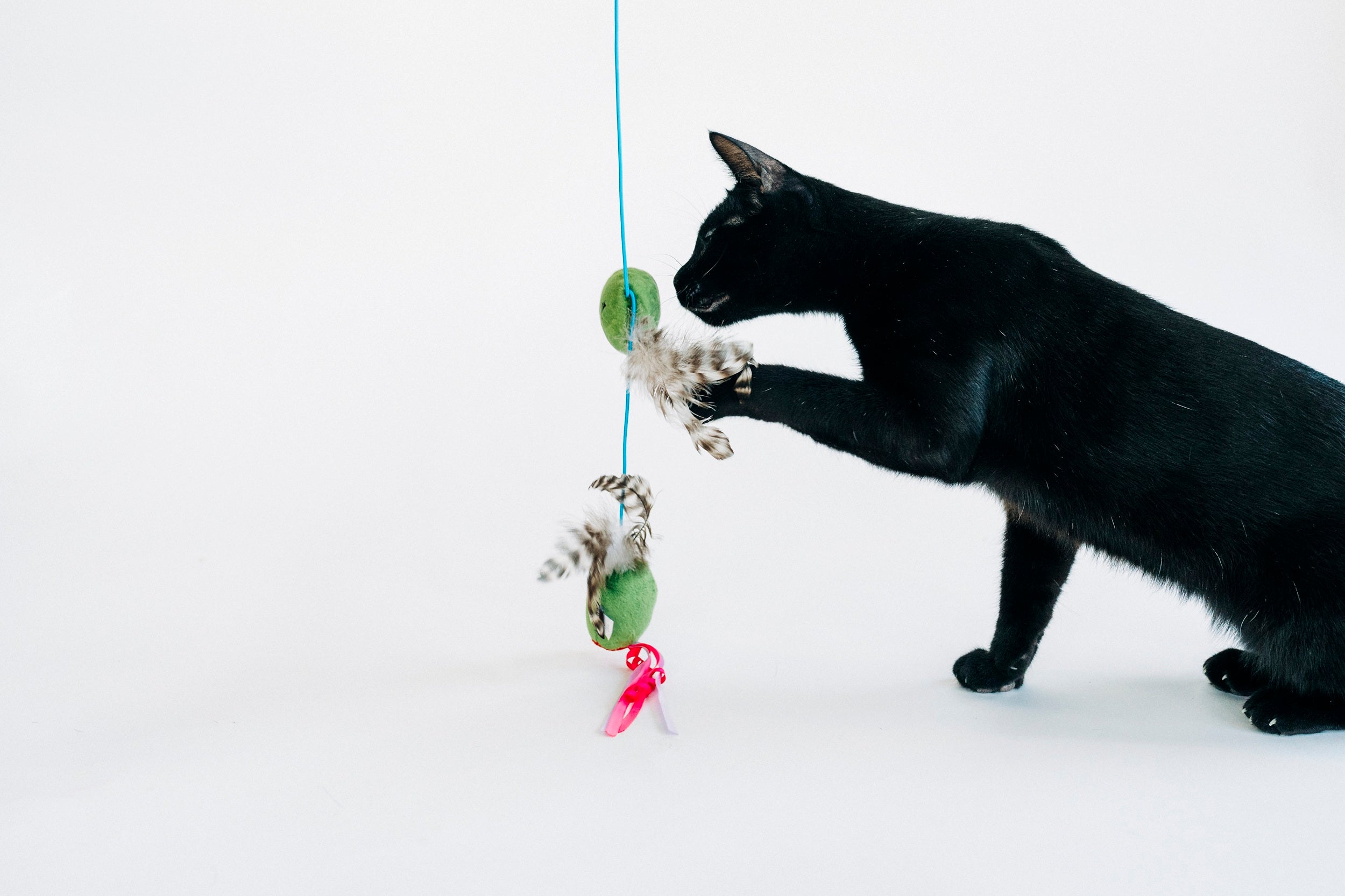 [Pre-Order] P.L.A.Y. Feline Frenzy, Wand Cat Toy: Purrfectly Pitted