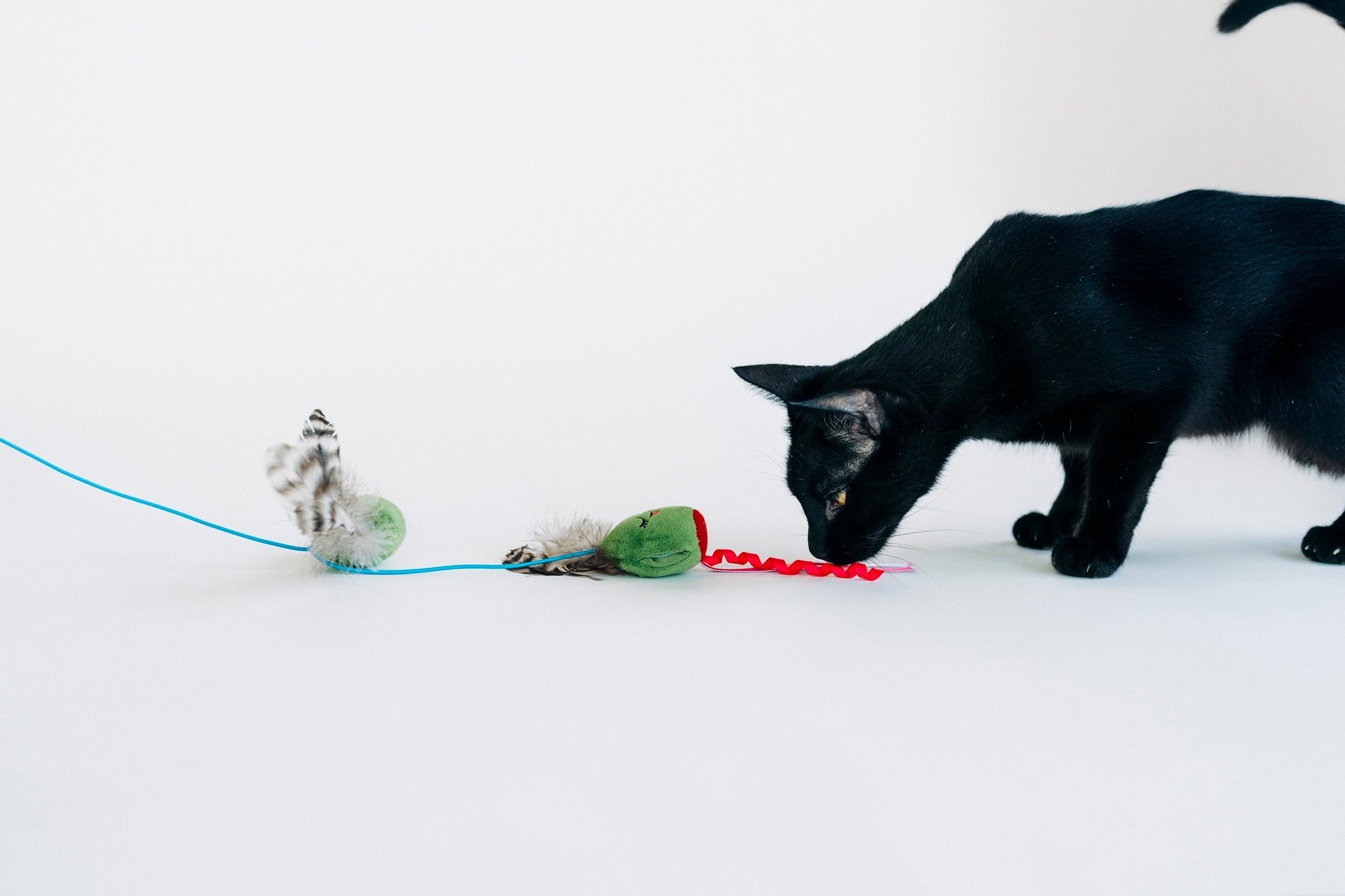 [Pre-Order] P.L.A.Y. Feline Frenzy, Wand Cat Toy: Purrfectly Pitted