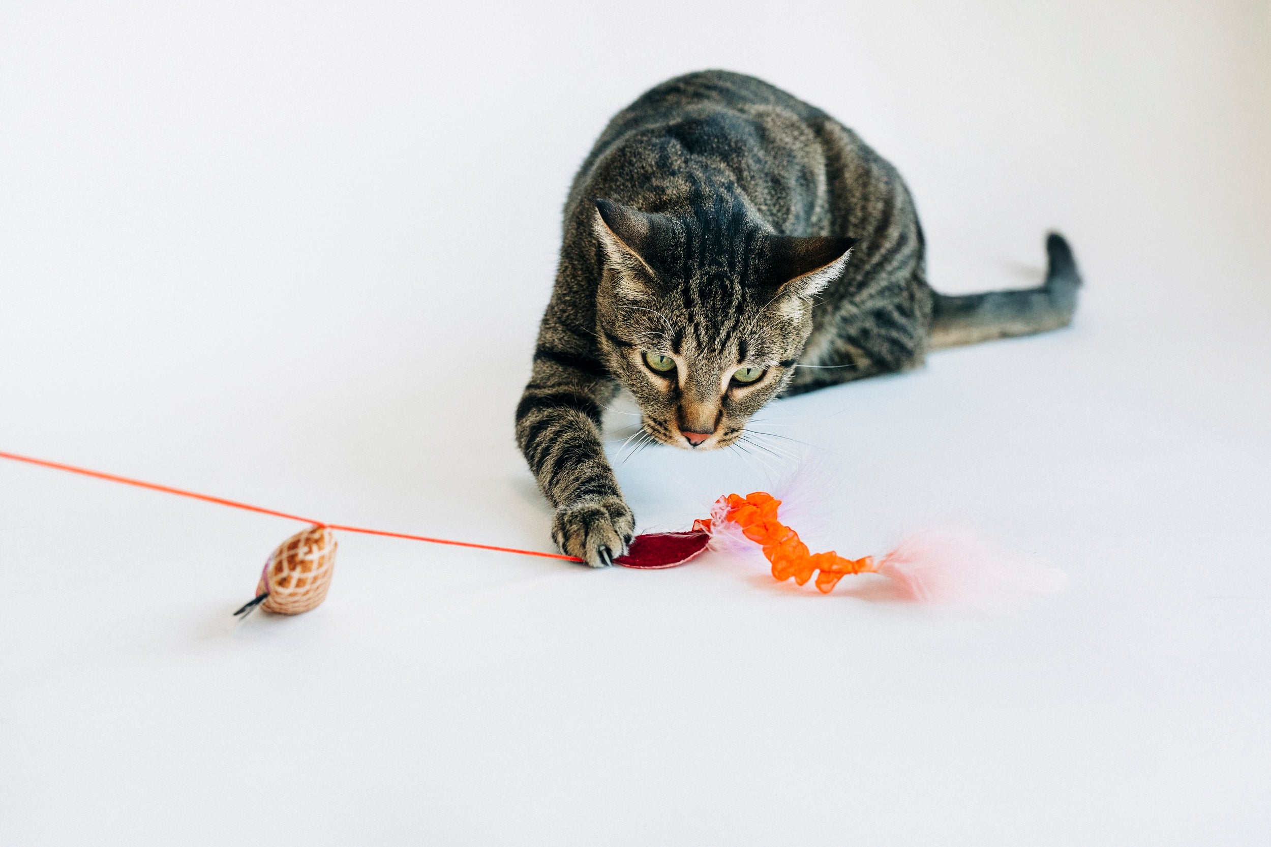 [Pre-Order] P.L.A.Y. Feline Frenzy, Wand Cat Toy: Swatlami