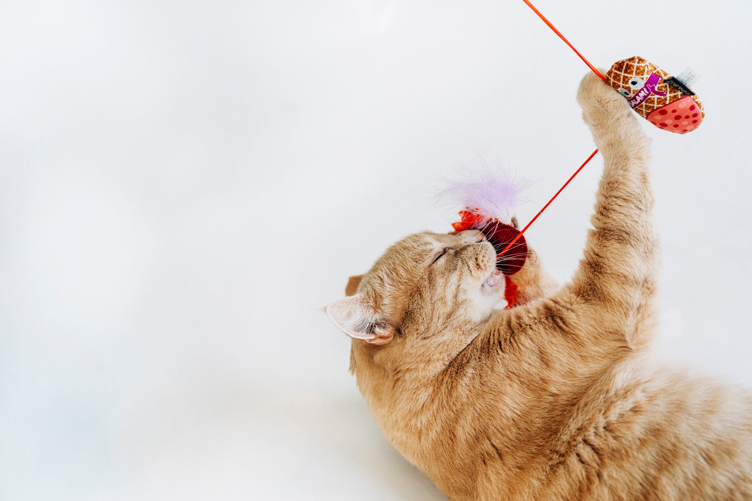 [Pre-Order] P.L.A.Y. Feline Frenzy, Wand Cat Toy: Swatlami