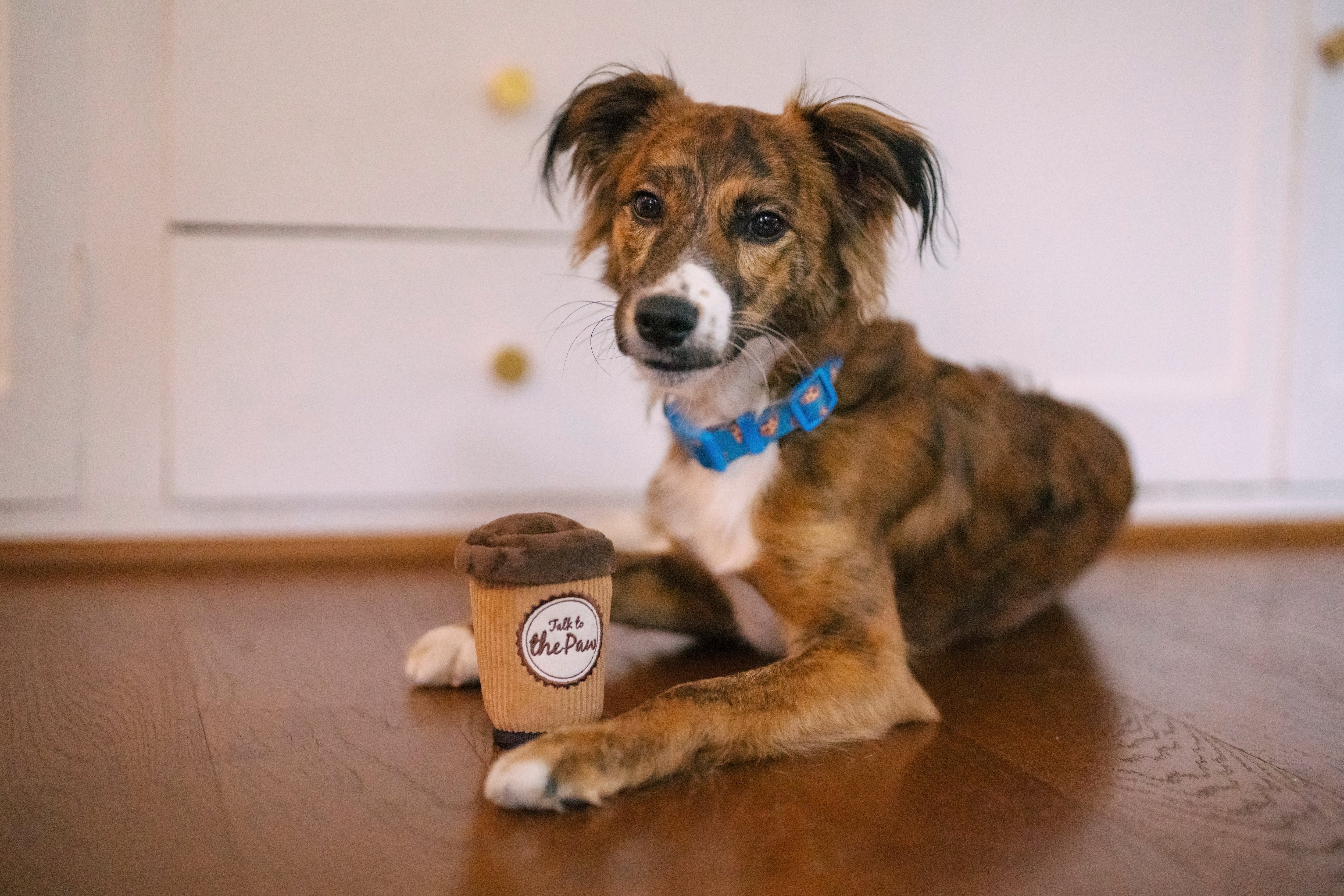 [Pre-Order] P.L.A.Y. Pup Cup Cafe Squeaky Plush Dog toys, Doggo's Java (mini sized)