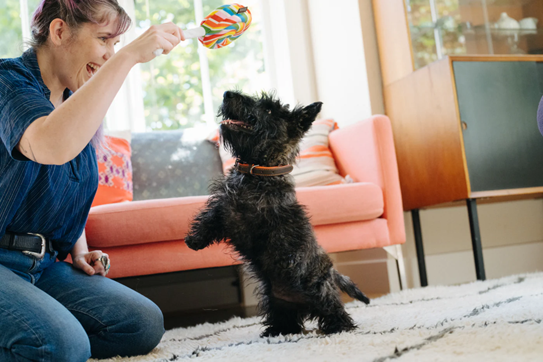[Pre-Order] P.L.A.Y. Snack Attack Squeaky Plush Dog toys, Lollipop (mini sized)