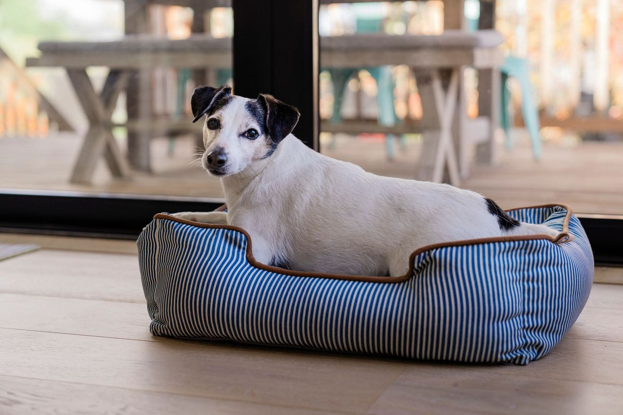 [Pre Order OFFER] Lounge Dog Bed: Manhattan The Tribeca
