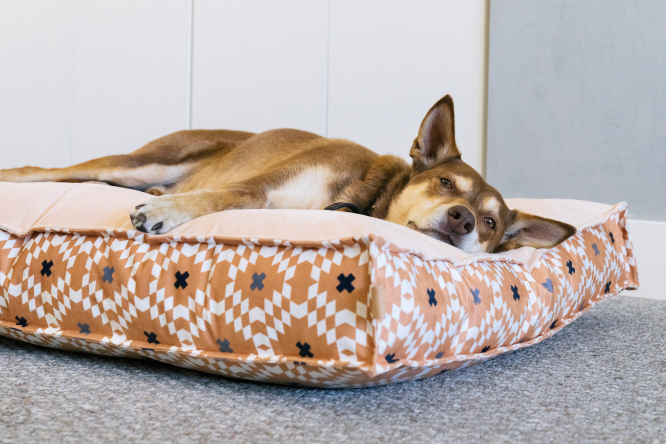 [Pre Order OFFER] Standard Dog Bed: Marina Boxy Sand