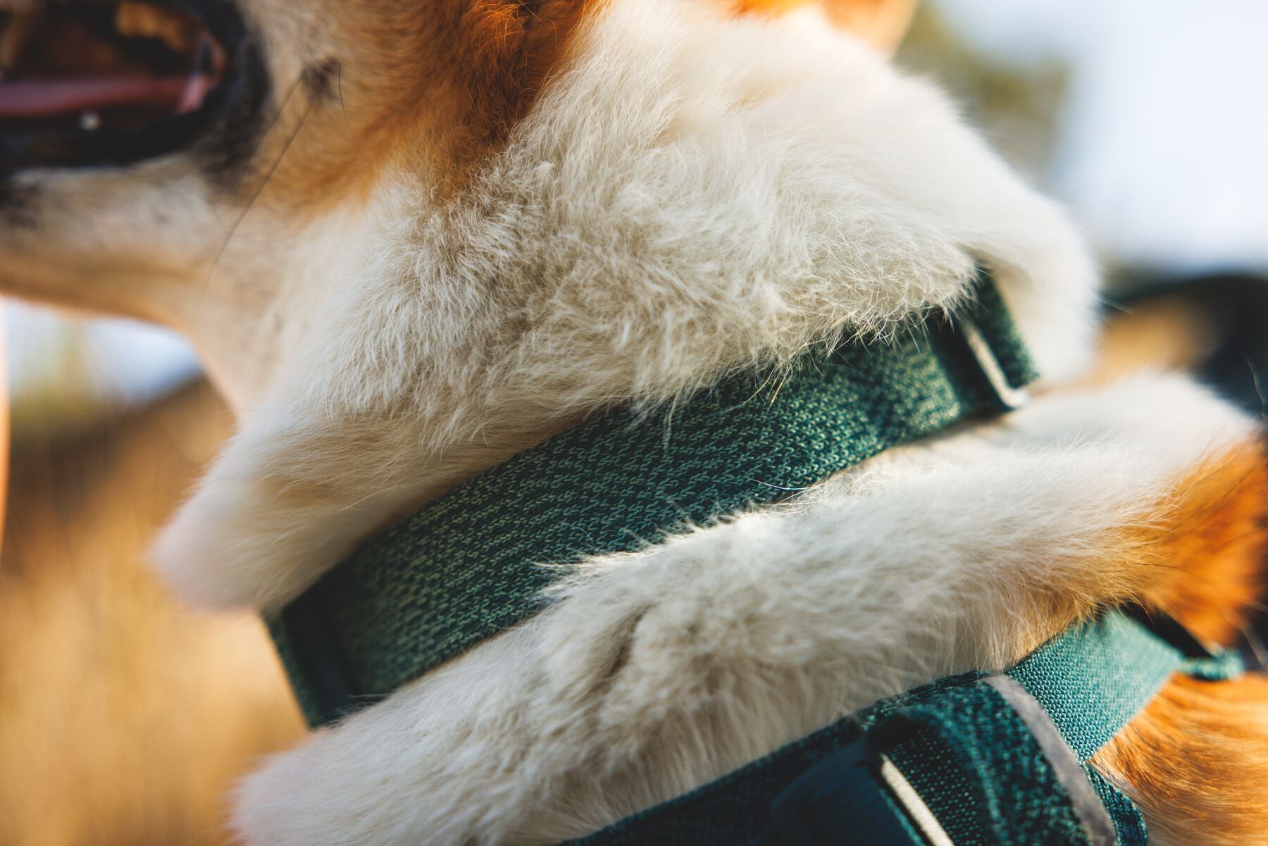 Ruffwear Front Range Flex Collar | Soft Athletic Knit Dog Collar