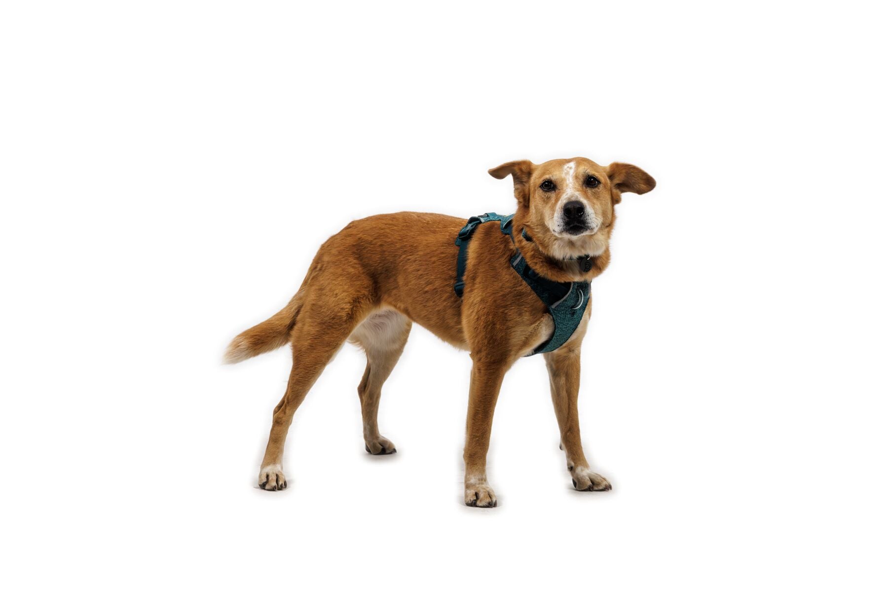 Ruffwear Dog Harness, Front Range Flex Harness