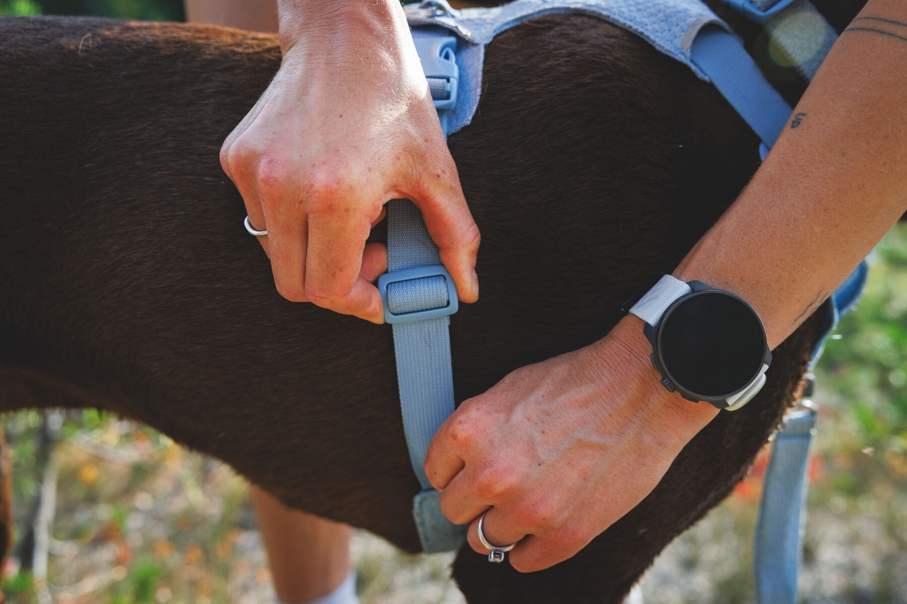 Ruffwear Dog Harness, Front Range Flex Harness