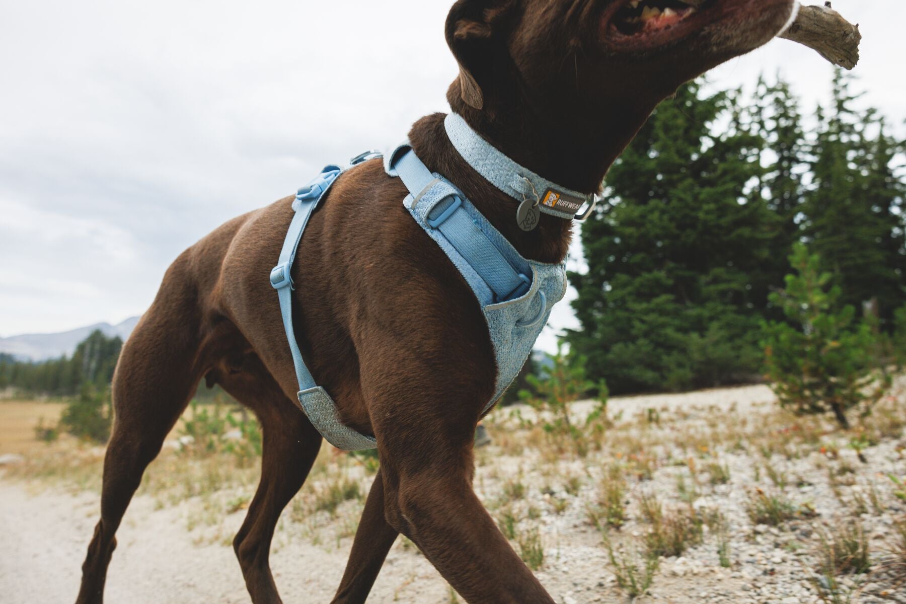 Ruffwear Dog Harness, Front Range Flex Harness