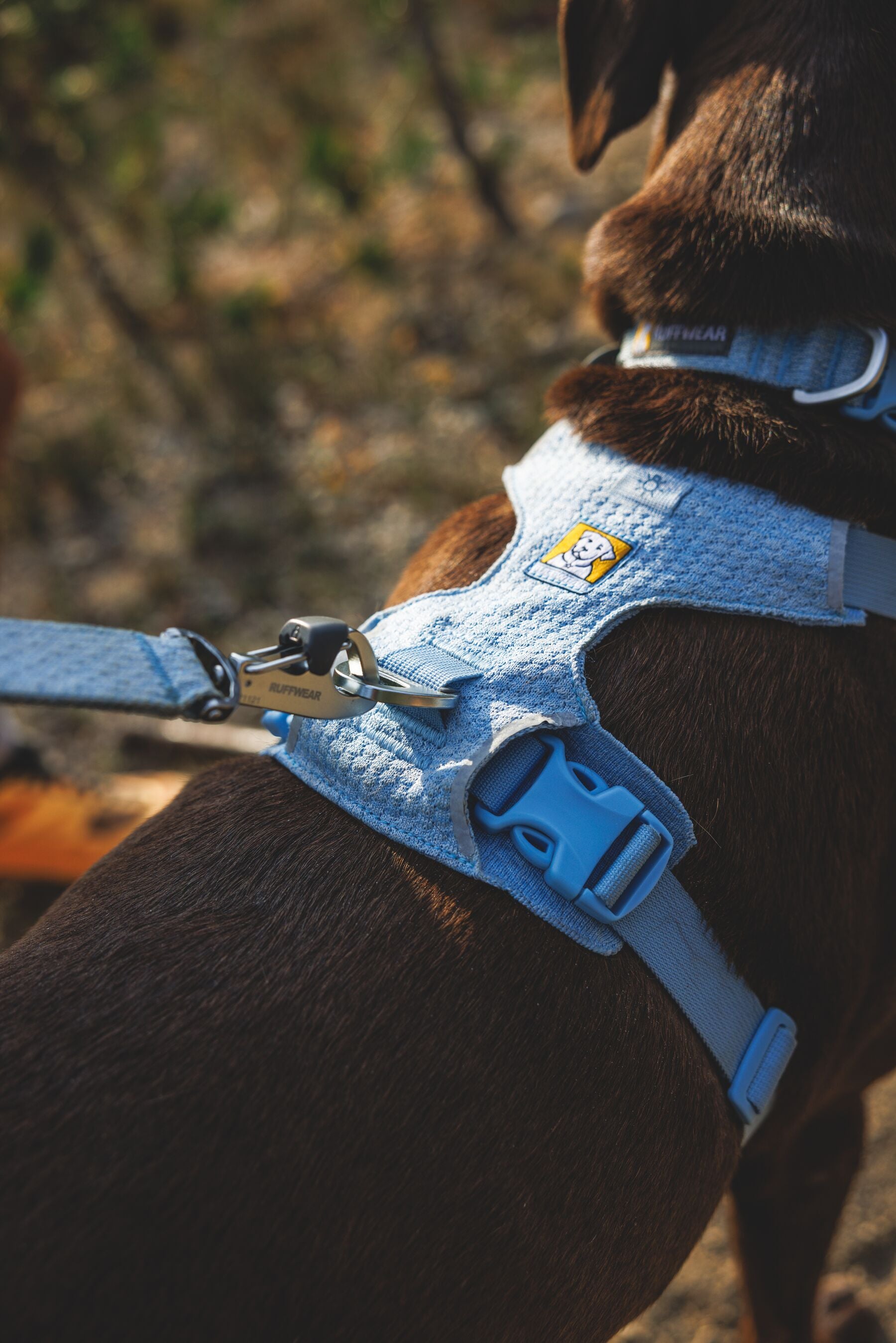 Ruffwear Dog Harness, Front Range Flex Harness