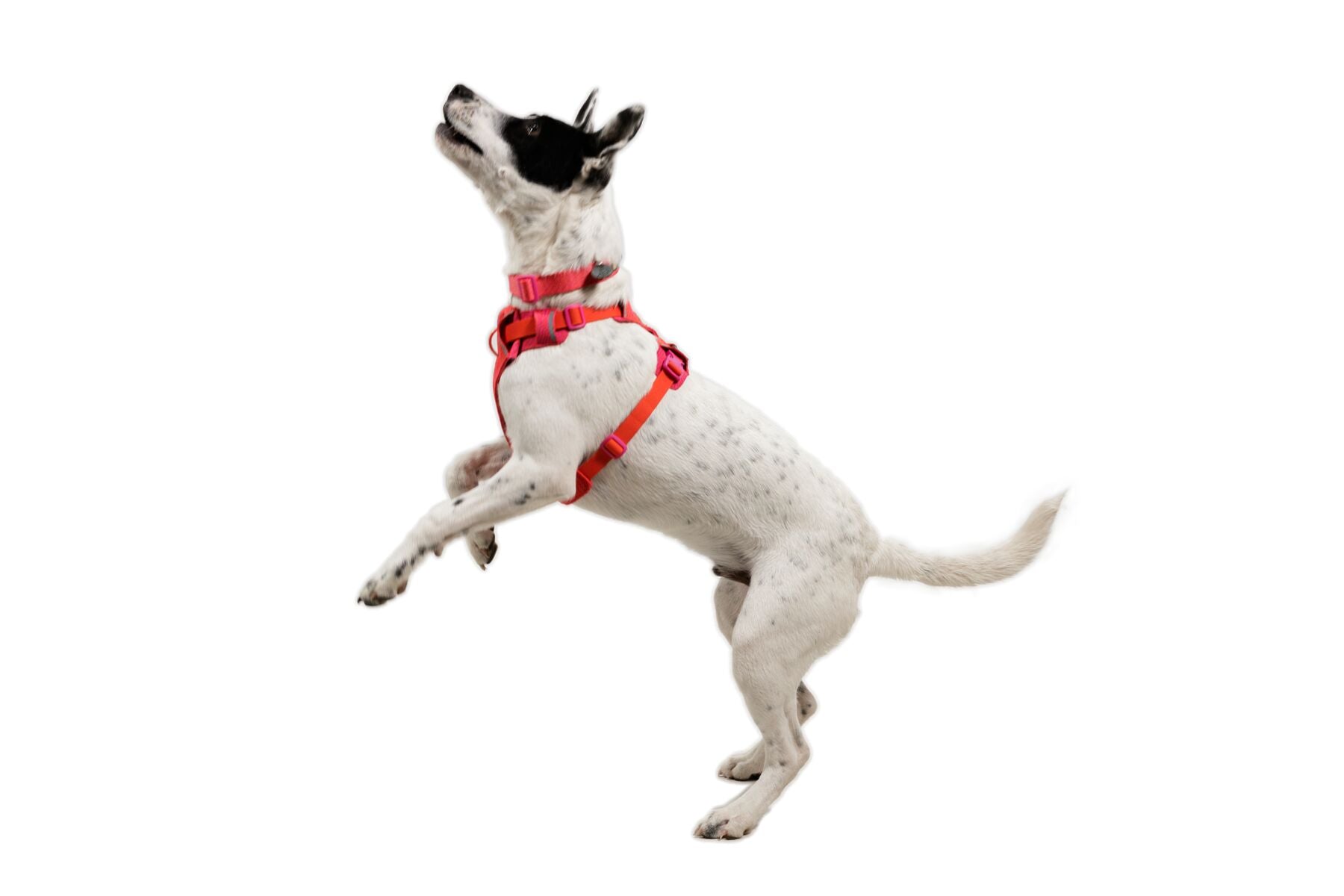 Ruffwear Dog Harness, Front Range Flex Harness