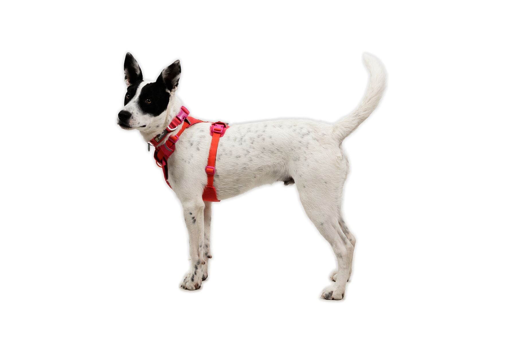 Ruffwear Dog Harness, Front Range Flex Harness