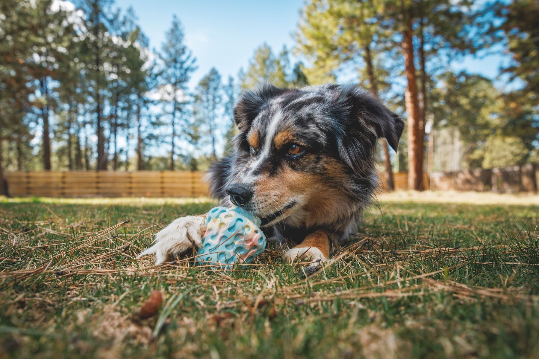 Ruffwear Morel Dog Toy | Treat-Dispensing & Fetch Toy
