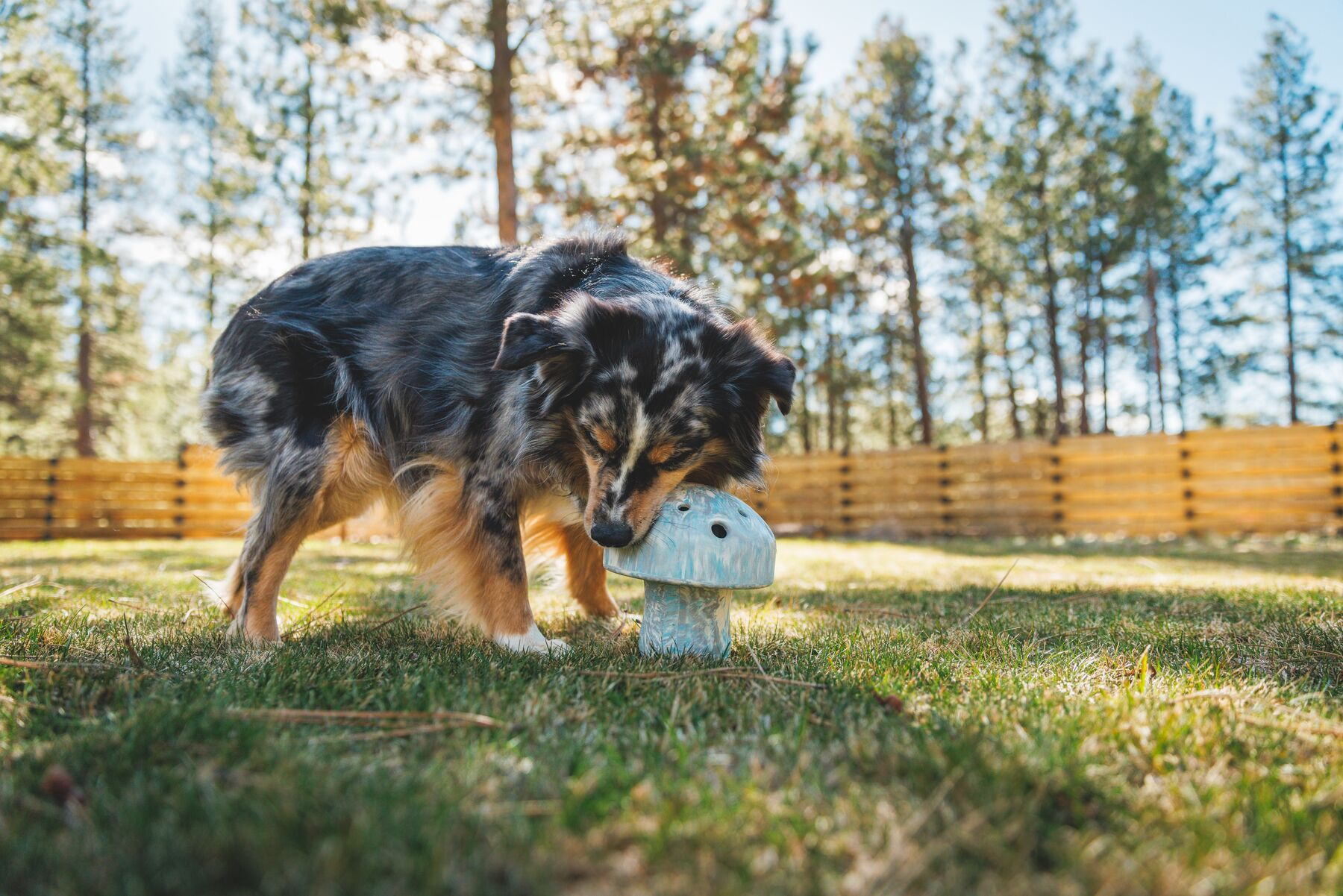 Ruffwear Porcini Dog Toy