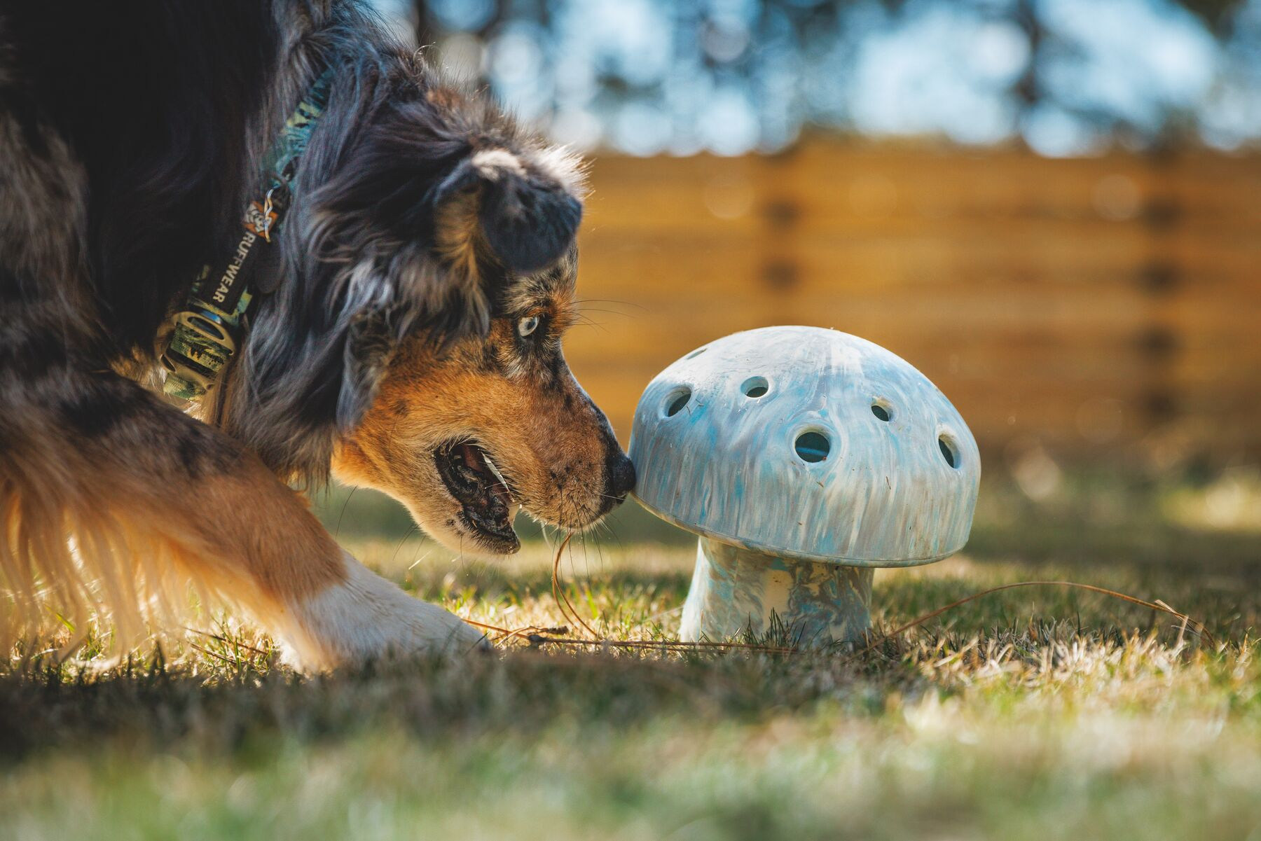 Ruffwear Porcini Dog Toy