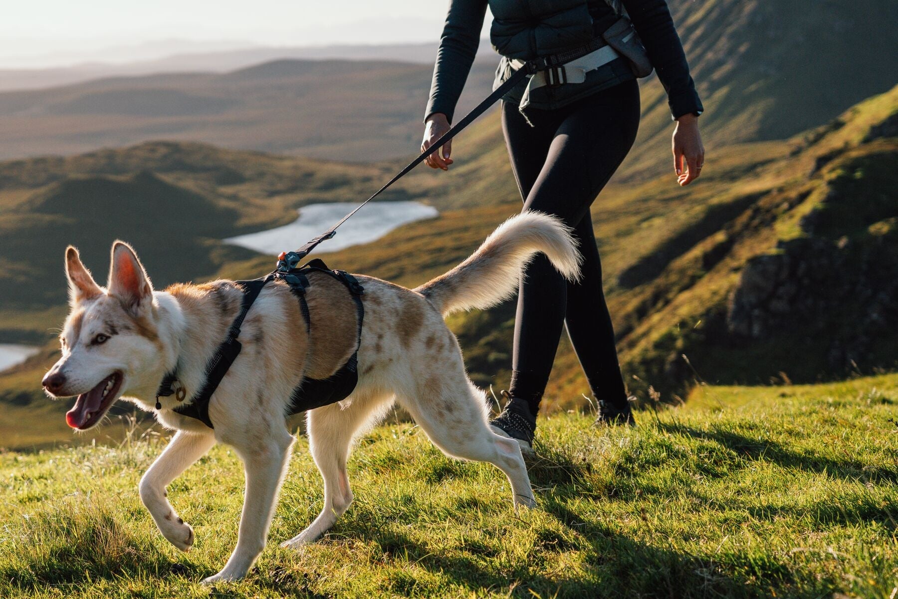 Ruffwear Ridgeline Harness in a streamlined, waterproof X-Pac laminate shell for active dogs.