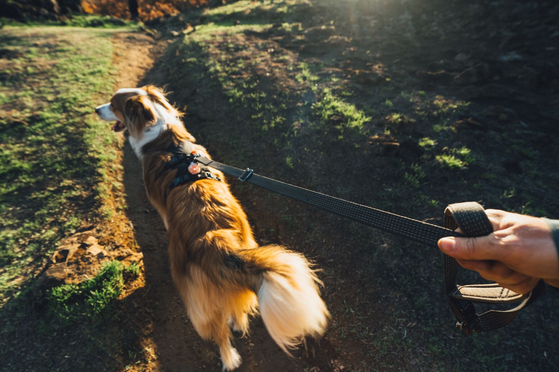 Ruffwear Reflective Hands-Free Dog Leash: Ridgeline