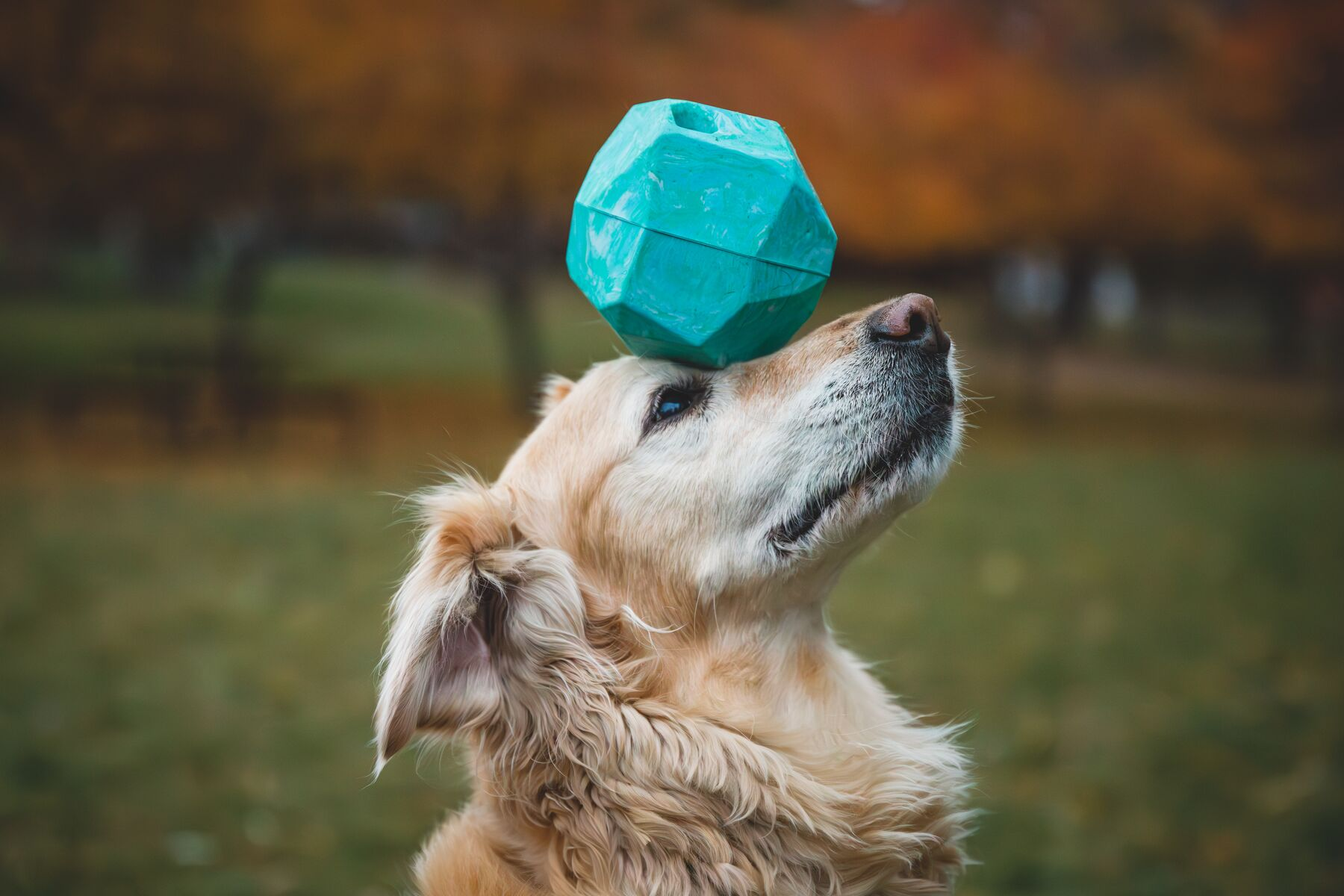 Ruffwear Rubber Dog Toy: Gnawt-a-Rock (New Colours)