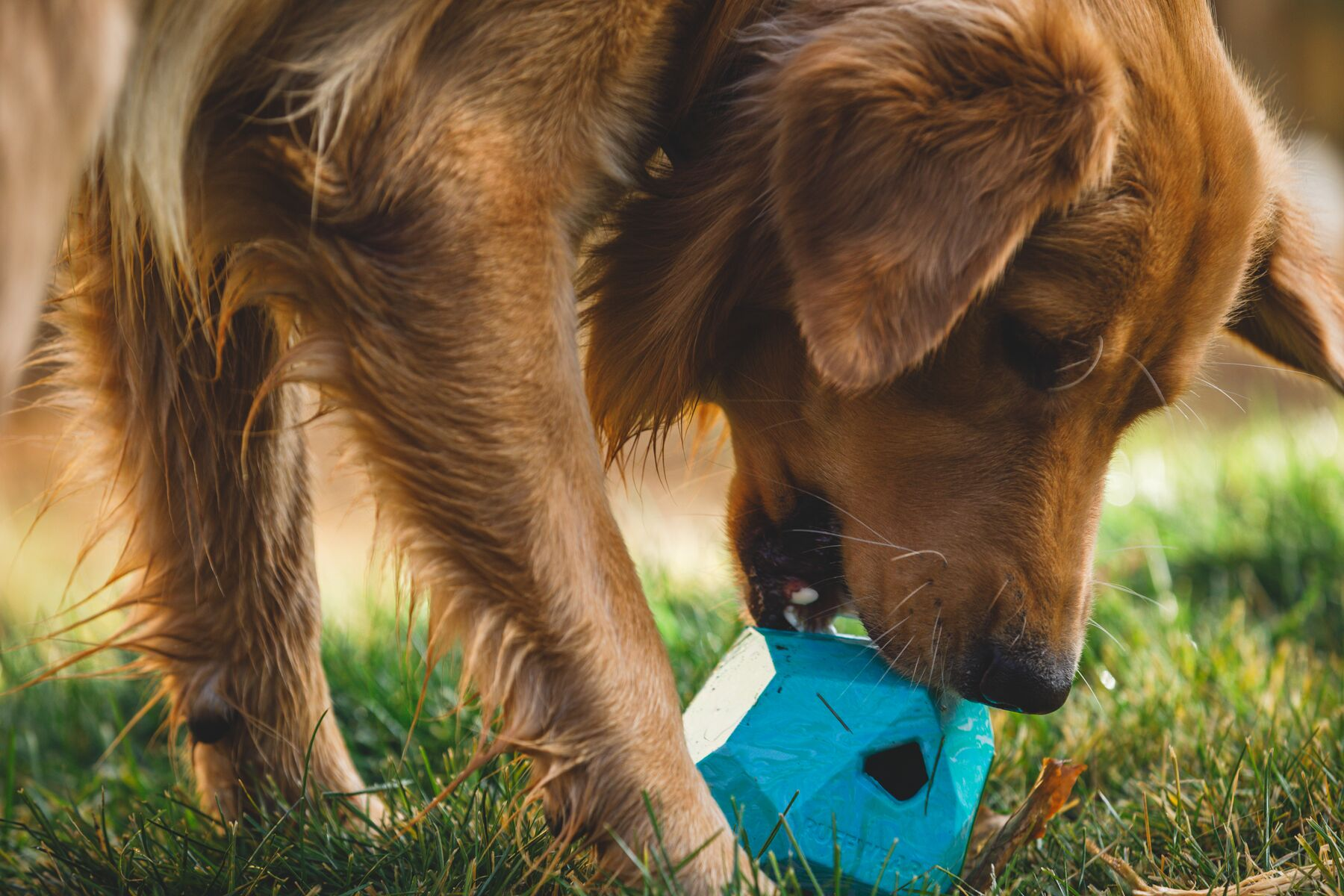 Ruffwear Rubber Dog Toy: Gnawt-a-Rock (New Colours)