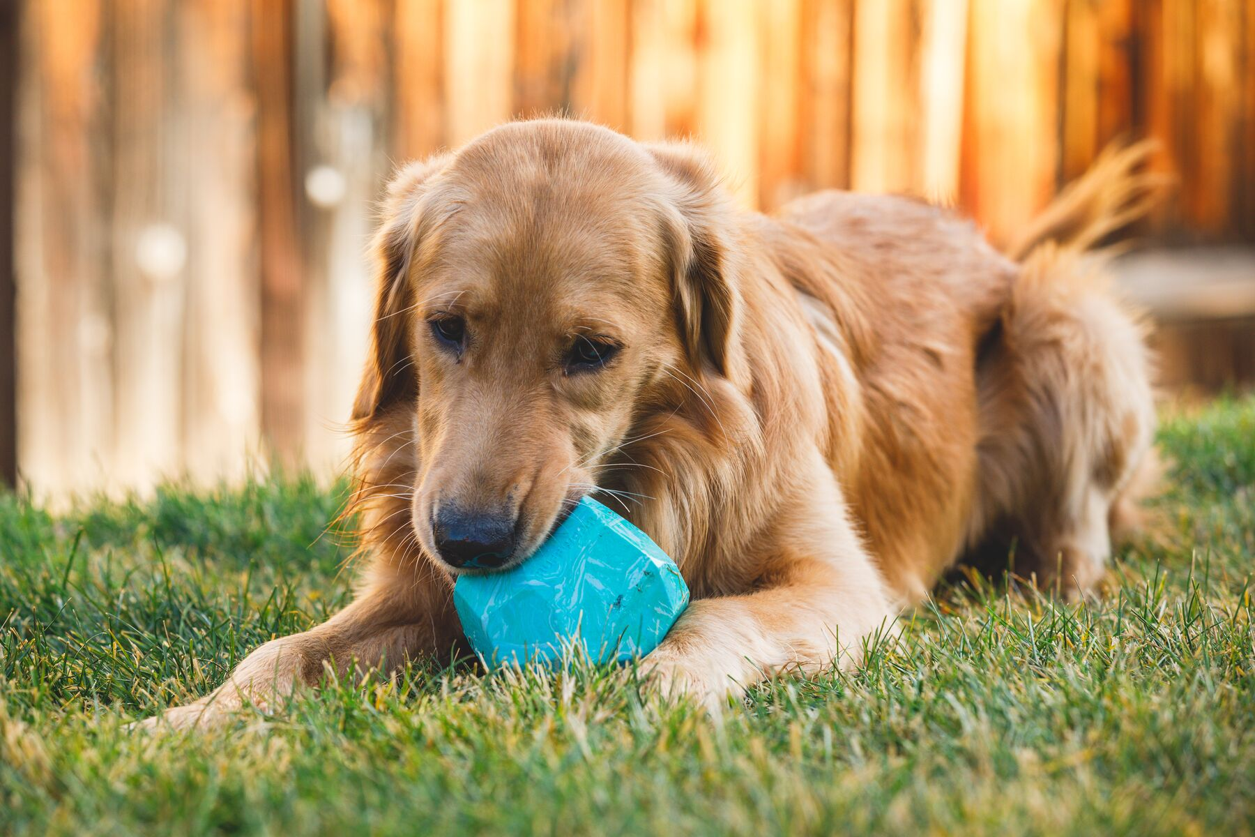 Ruffwear Rubber Dog Toy: Gnawt-a-Rock (New Colours)