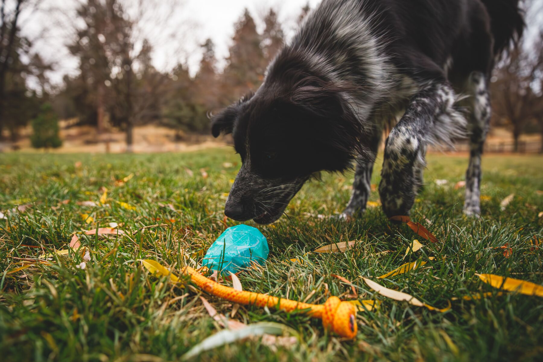 Ruffwear Rubber Tug Dog Toy: Huck-a-Cone