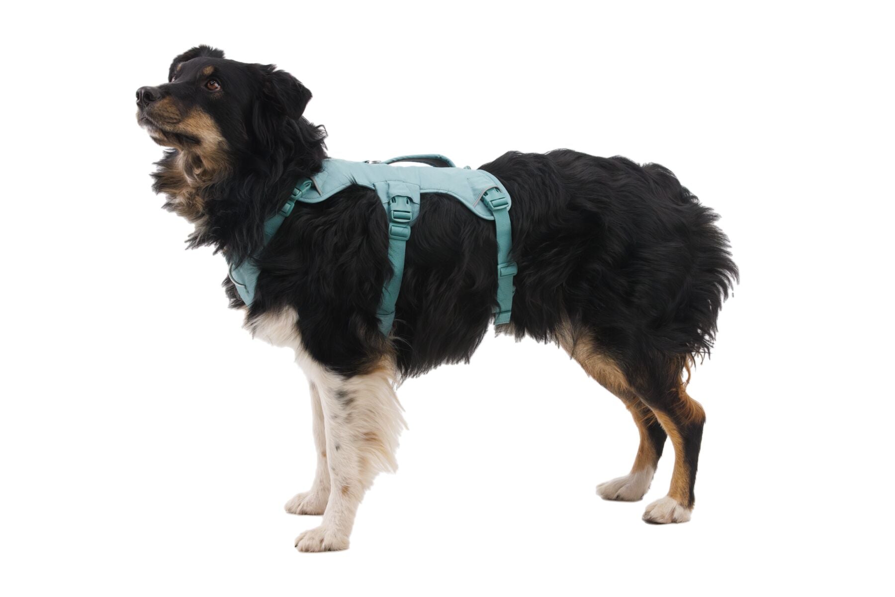 Ruffwear Dog Harness with Neck Buckle and Handle: Web Master