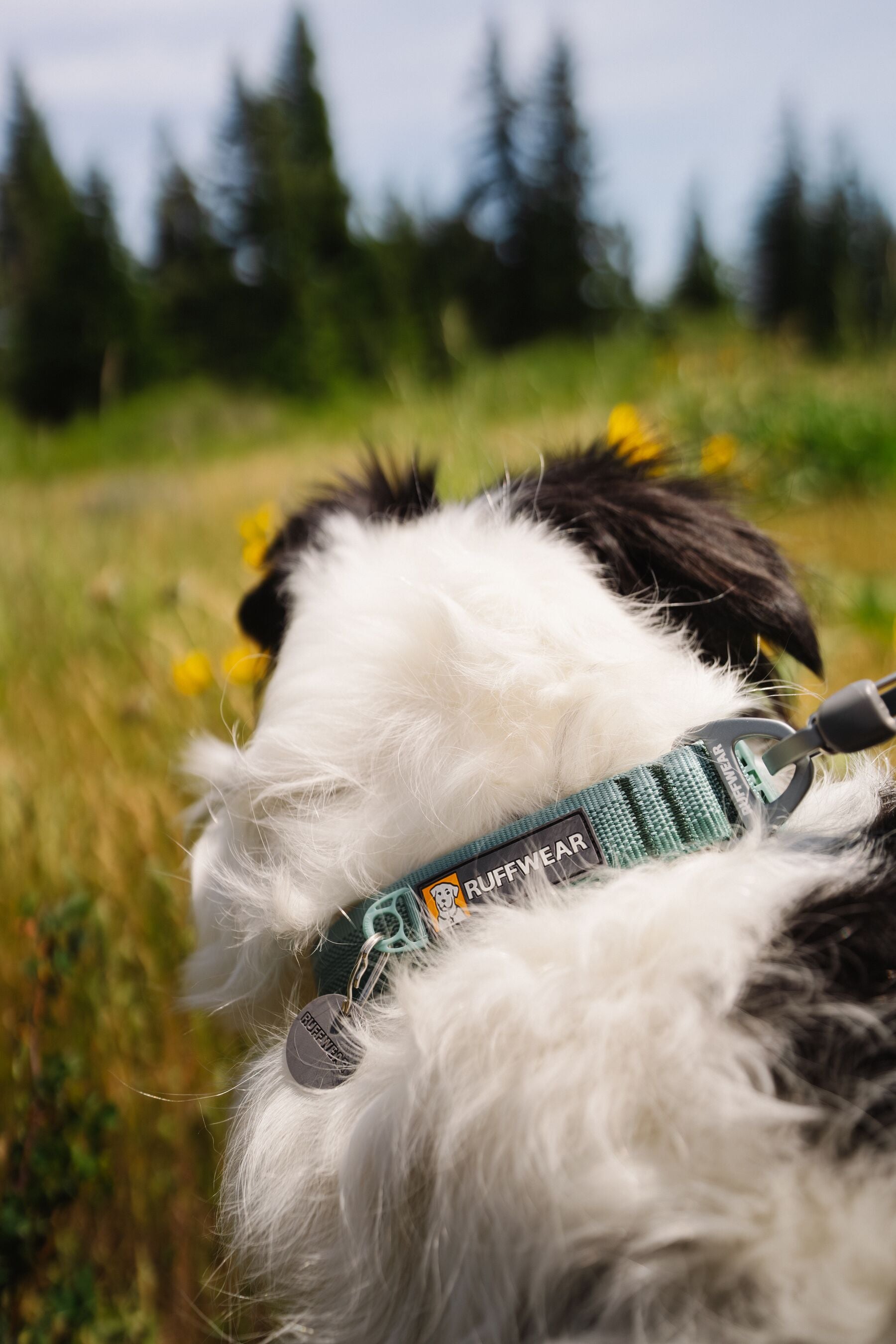 Premium Ruffwear Front Range everyday dog collar made from eco-friendly, colour-fast recycled webbing.