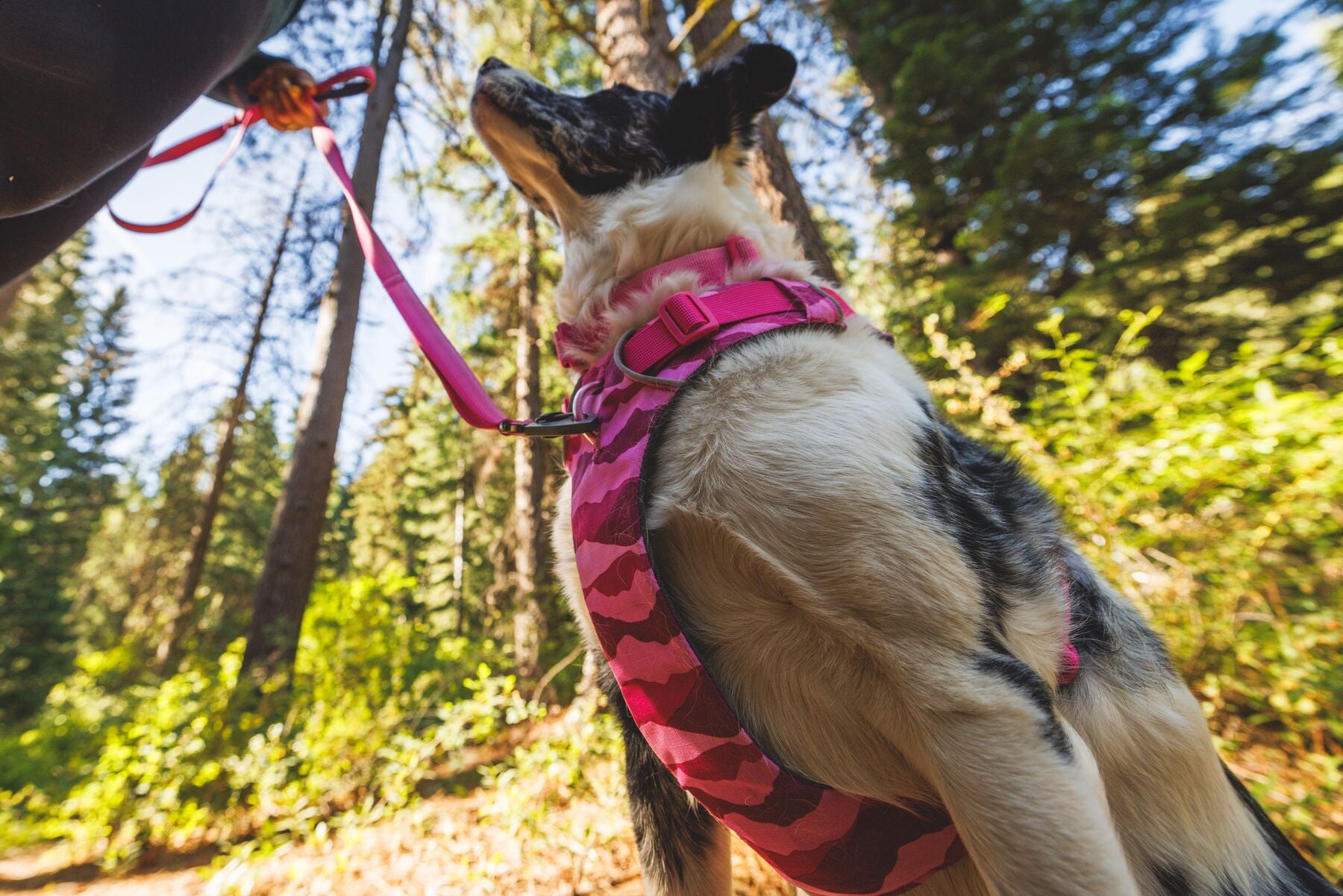 Ruffwear Front Range: Dog Leash