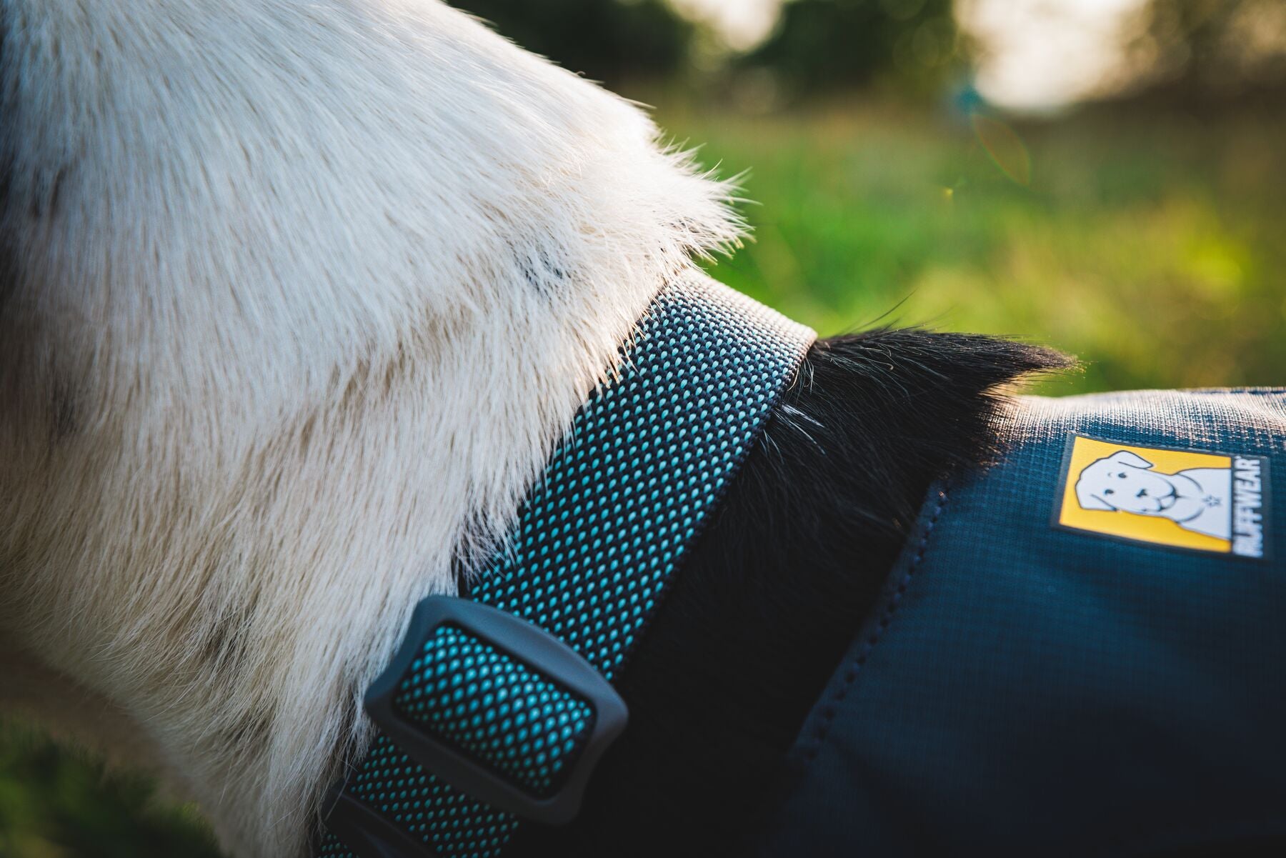 The ultralight Ruffwear Hi & Light minimalist dog collar showing its strong side-release buckle and aluminum D-ring