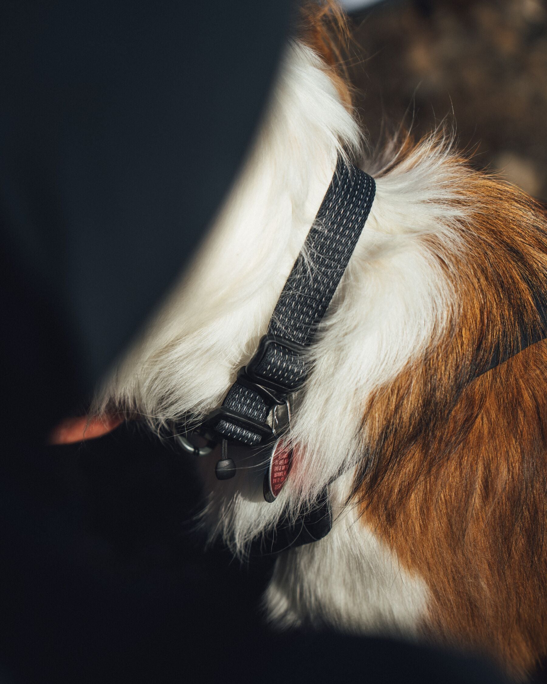 Ruffwear Ridgeline Dog Collar in Obsidian Black with reflective webbing and durable aluminum V-ring leash attachment