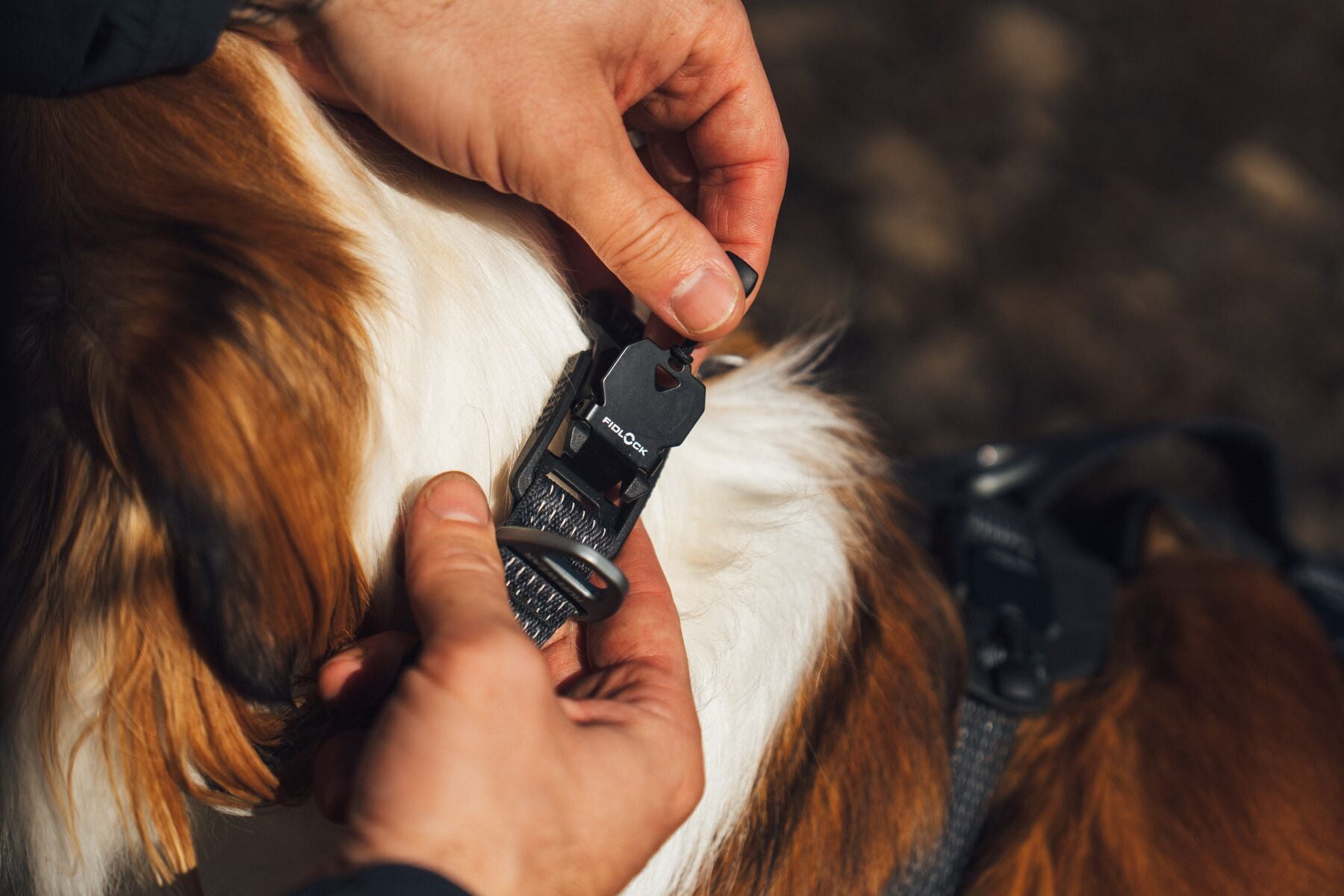 Ruffwear Ridgeline Dog Collar in Obsidian Black with reflective webbing and durable aluminum V-ring leash attachment