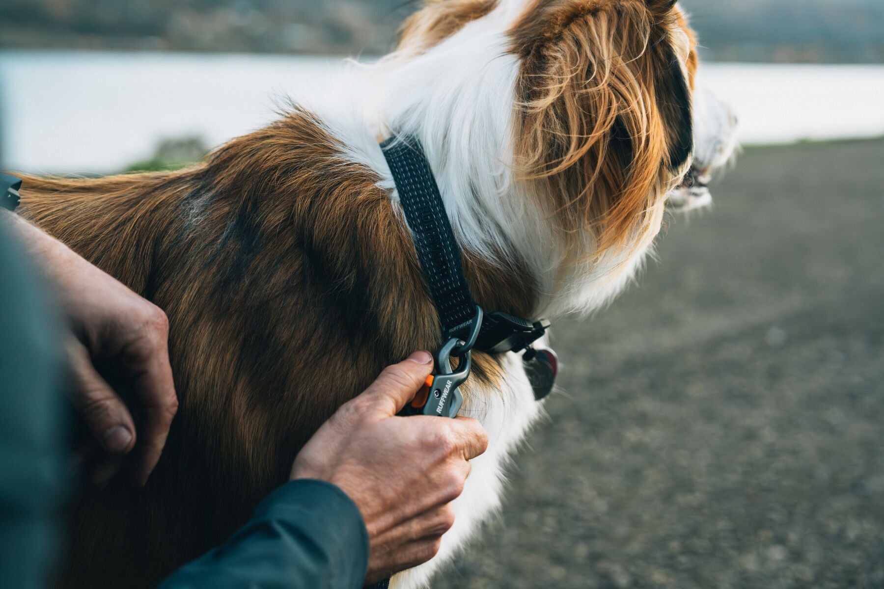 Ruffwear Ridgeline Dog Collar in Obsidian Black with reflective webbing and durable aluminum V-ring leash attachment