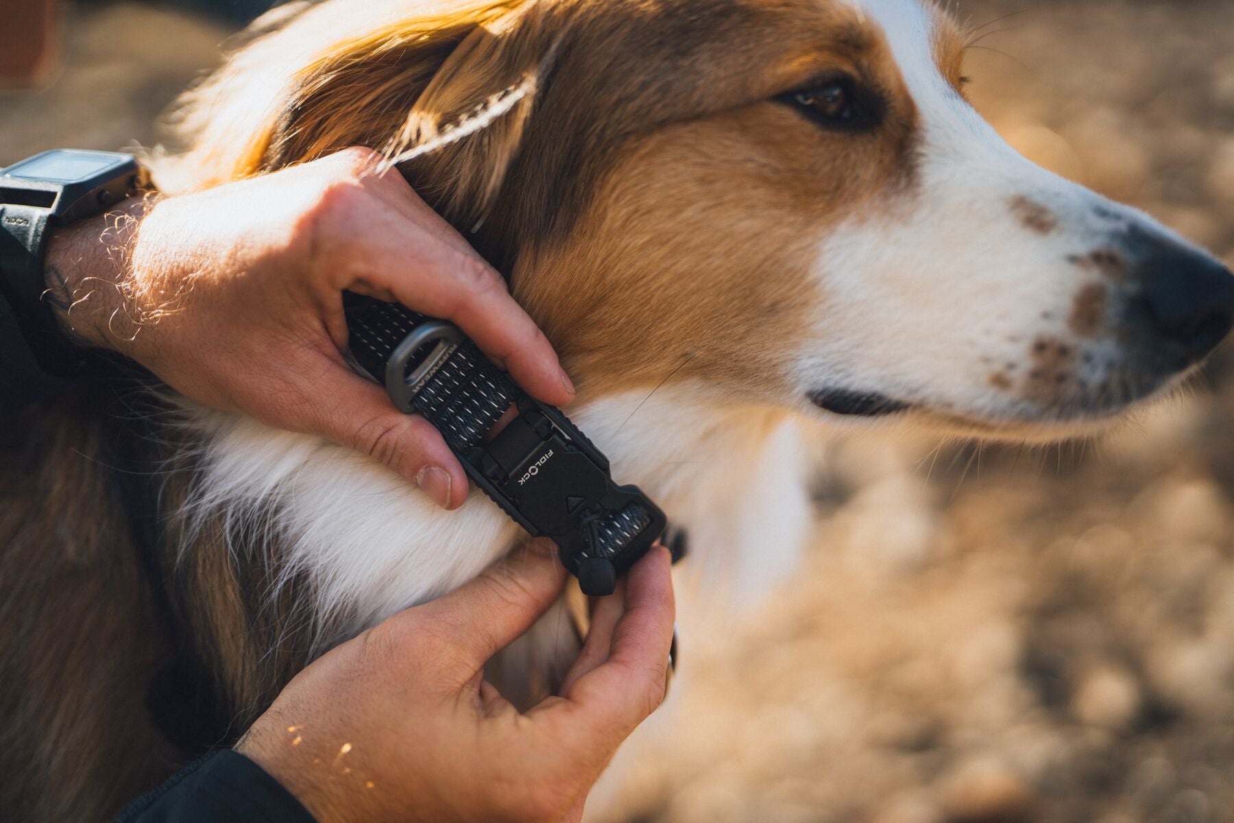 Ruffwear Ridgeline Dog Collar in Obsidian Black with reflective webbing and durable aluminum V-ring leash attachment