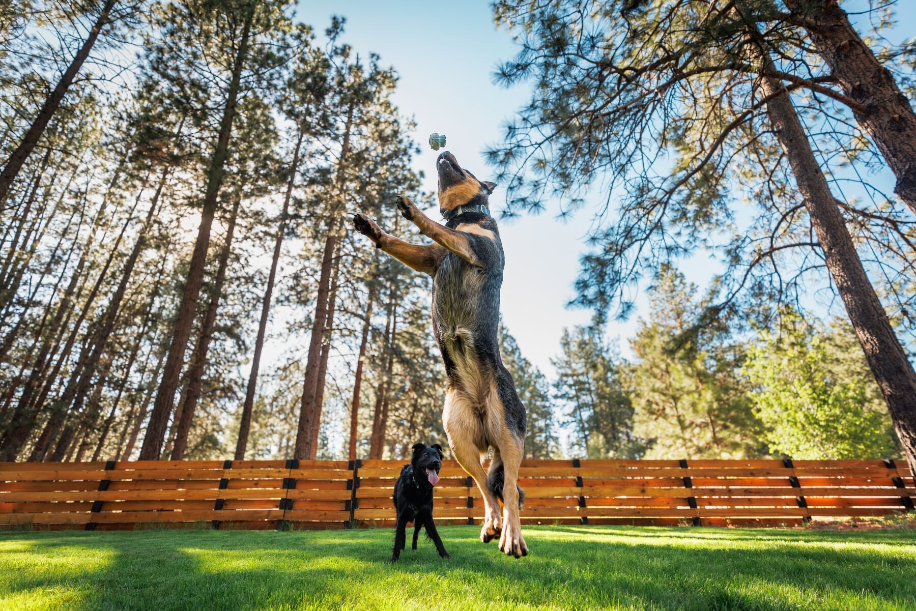 Ruffwear Toadstool Dog Toy | Durable Fetch & Treat Toy