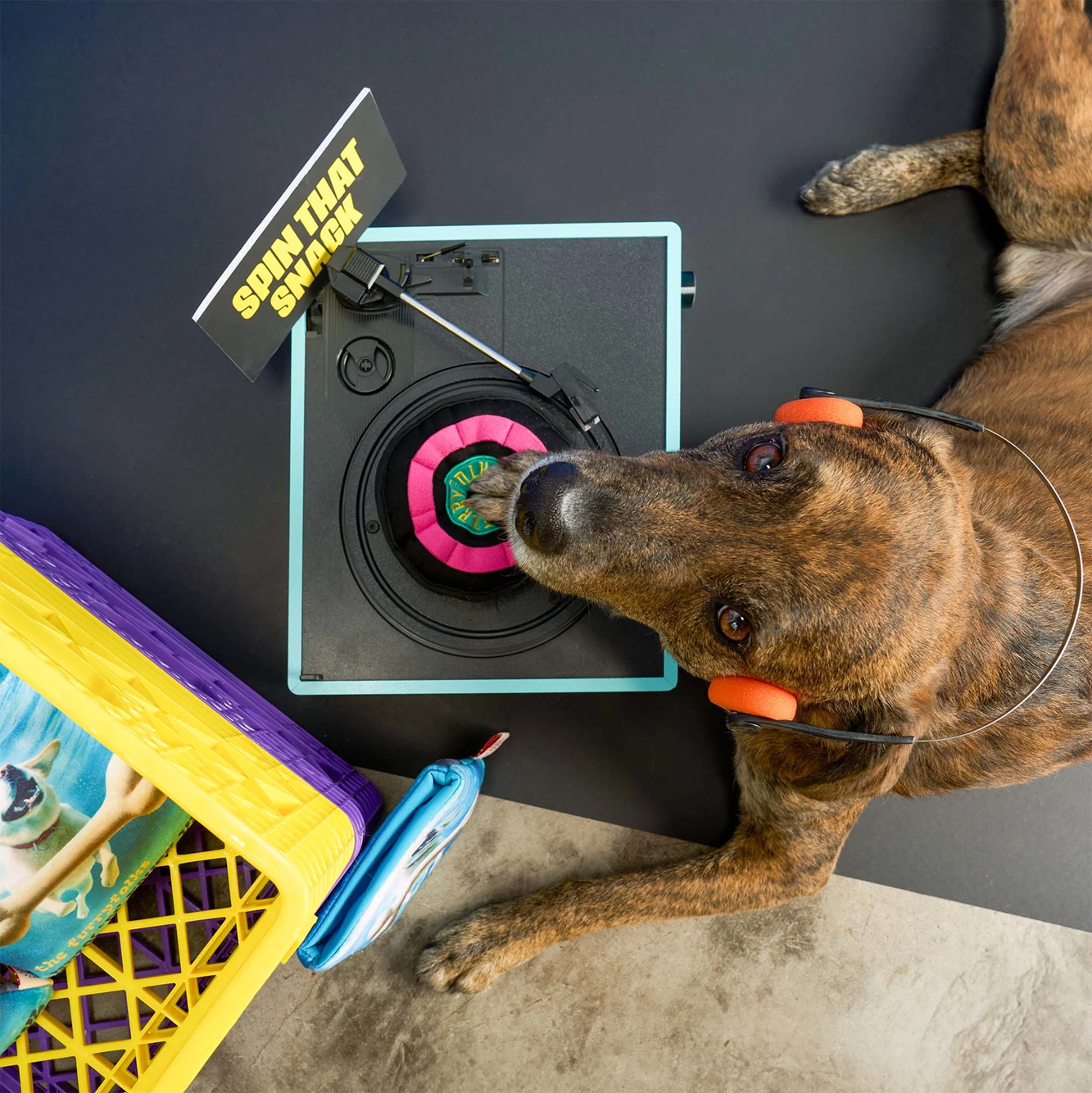 Squeaky Interactive Nosework Dog Toy, Vinyl