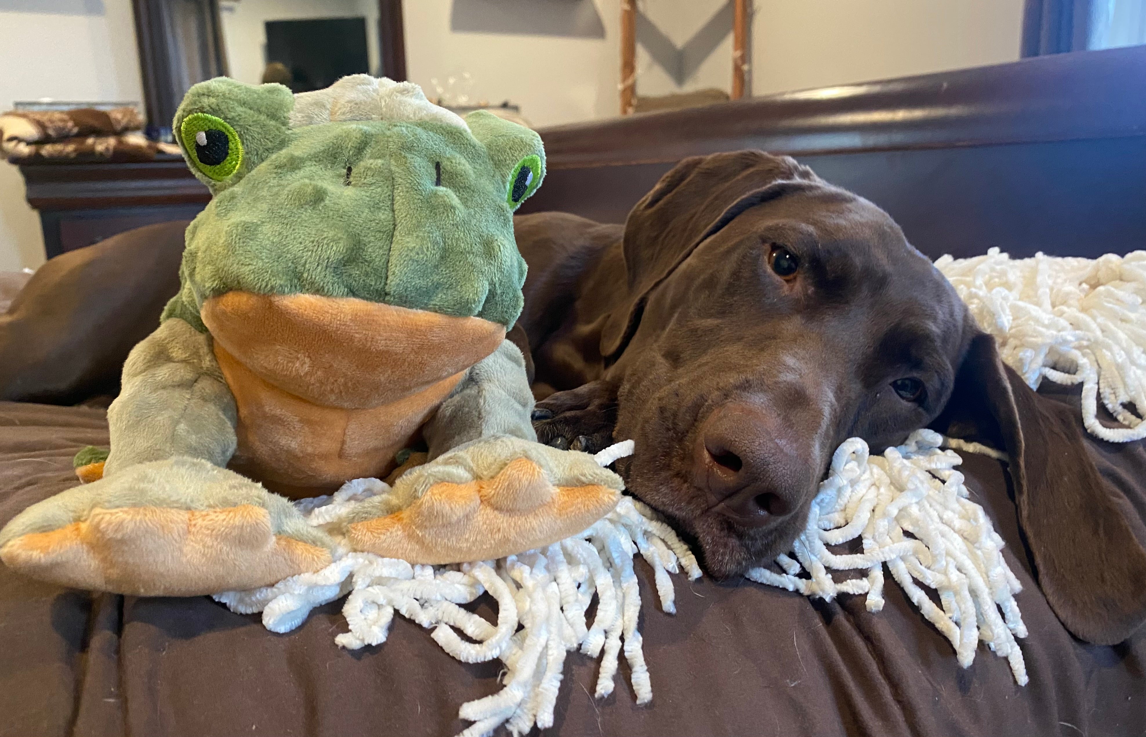 Squeaky Plush Dog Toy Animated Frog