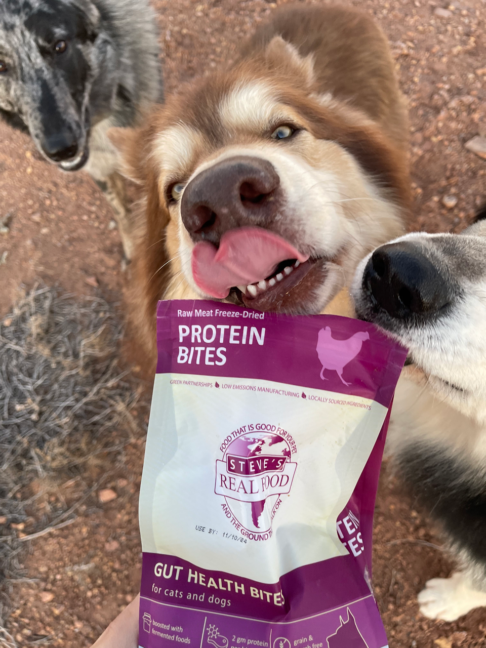 Steve's Real Food Freeze-Dried Gut Health Treats for Dogs and Cats, Chicken Protein Bites