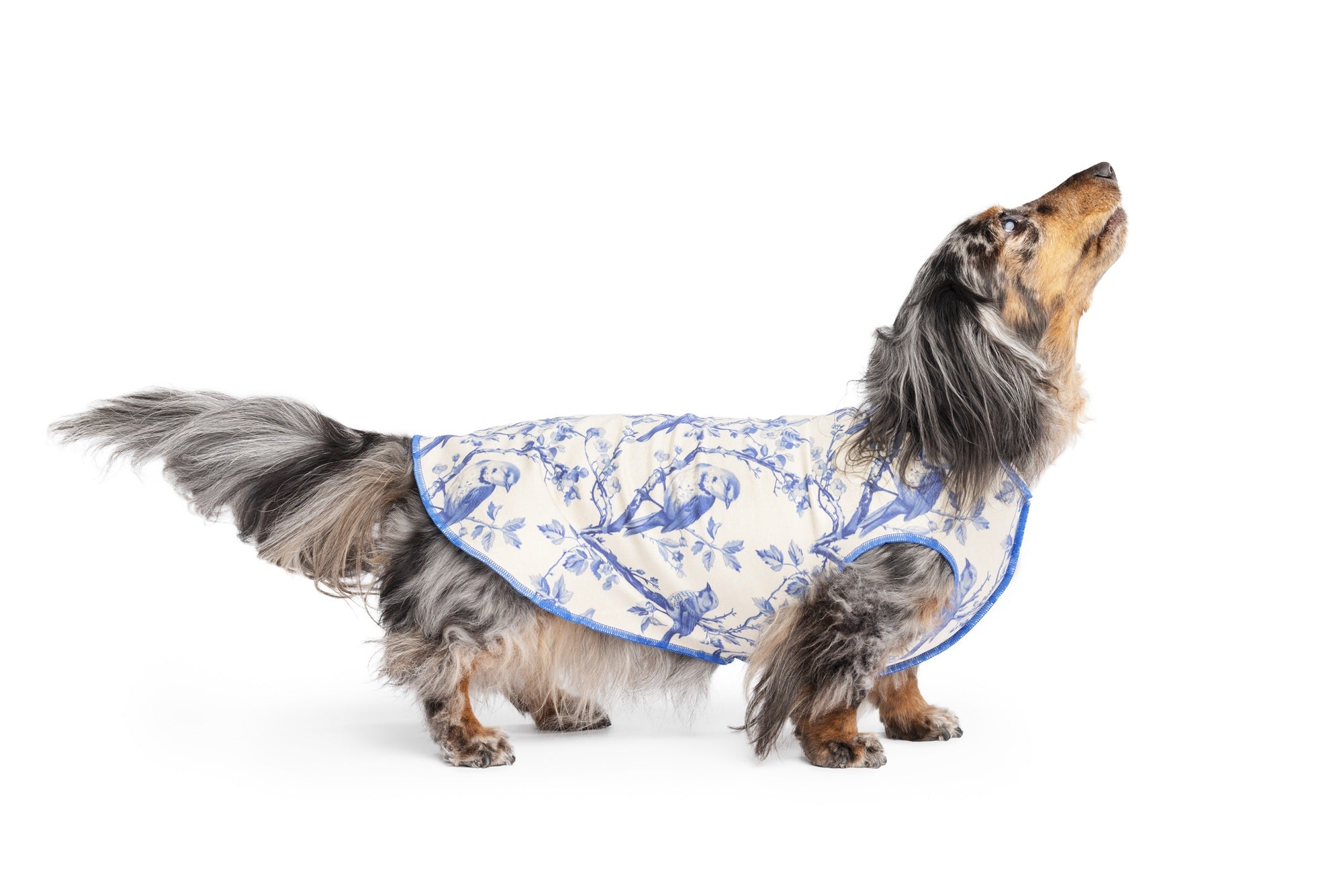 Sun Shield Tee shirts for Dogs and Cats, in Bluebird Toile (Limited Edition)