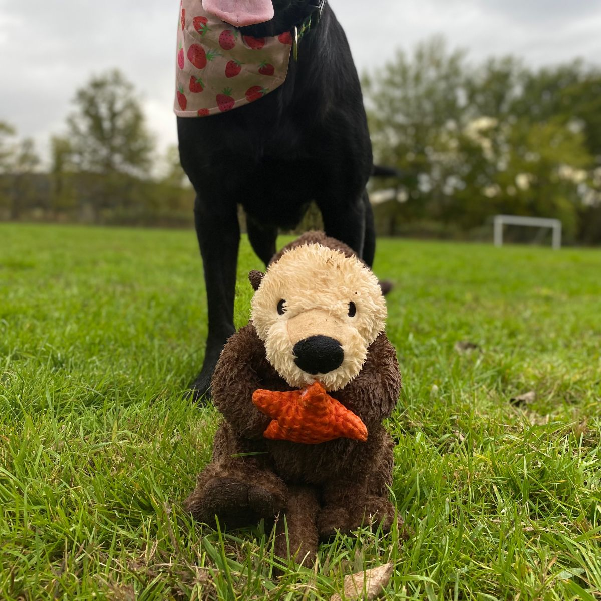 Squeaky Plush Dog Toy: Otter Rope Body