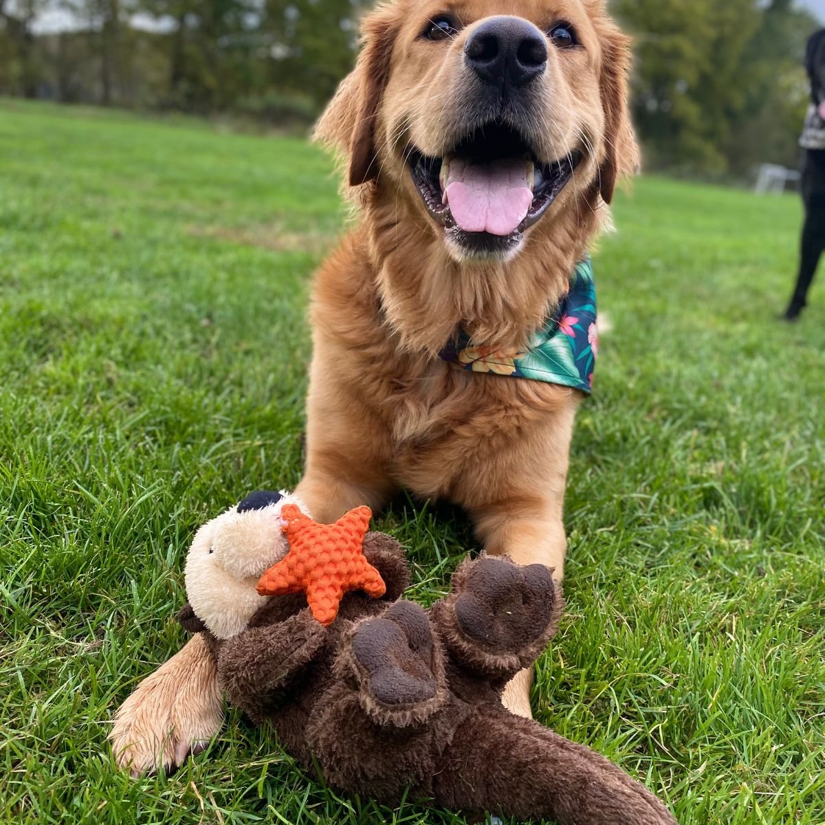 Squeaky Plush Dog Toy: Otter Rope Body