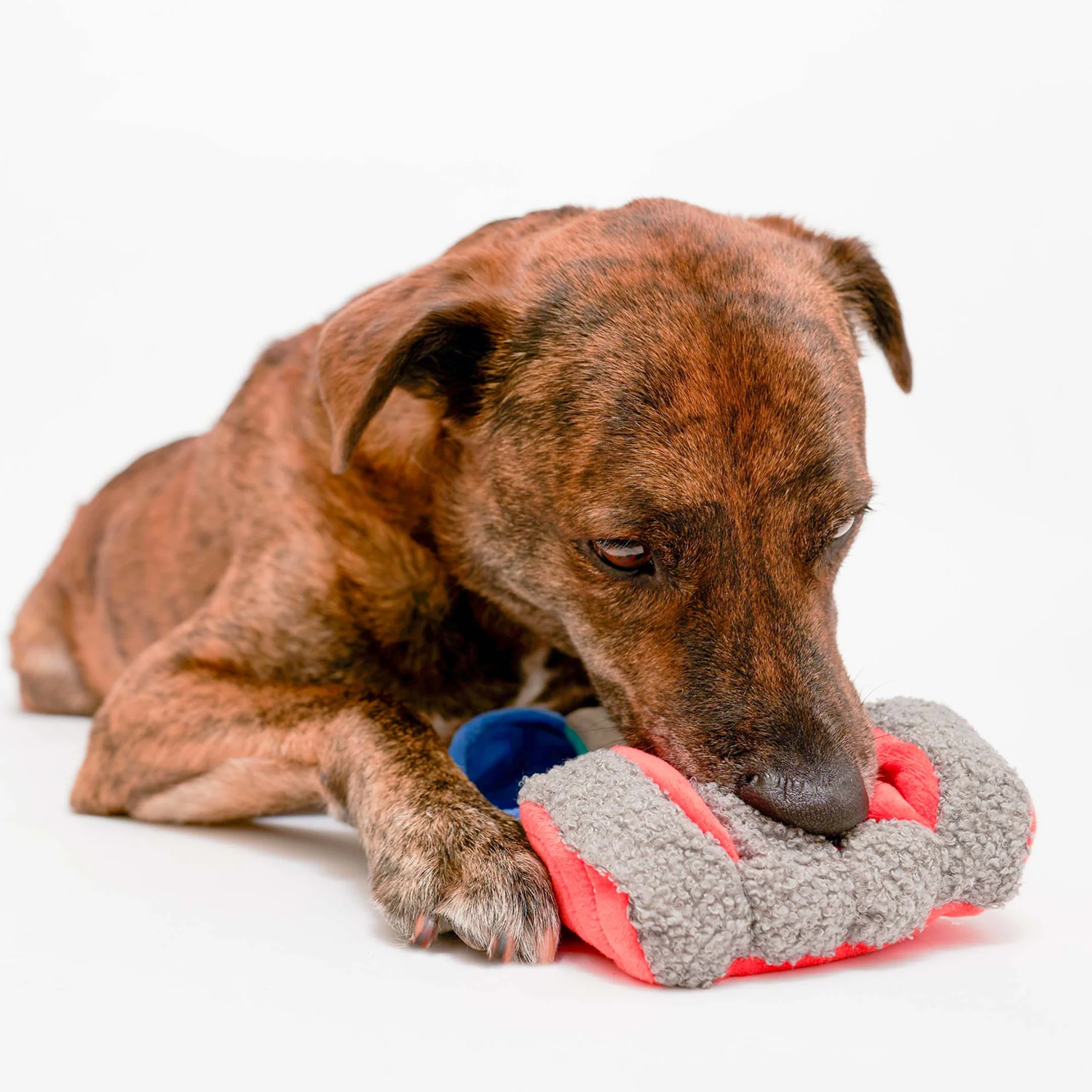 Squeaky Interactive Nosework Dog Toy, Tinned Salmon