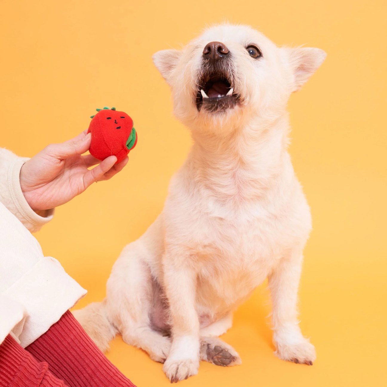 Squeaky Interactive Nosework Rope Pull Dog Toy, Cherry Tomato