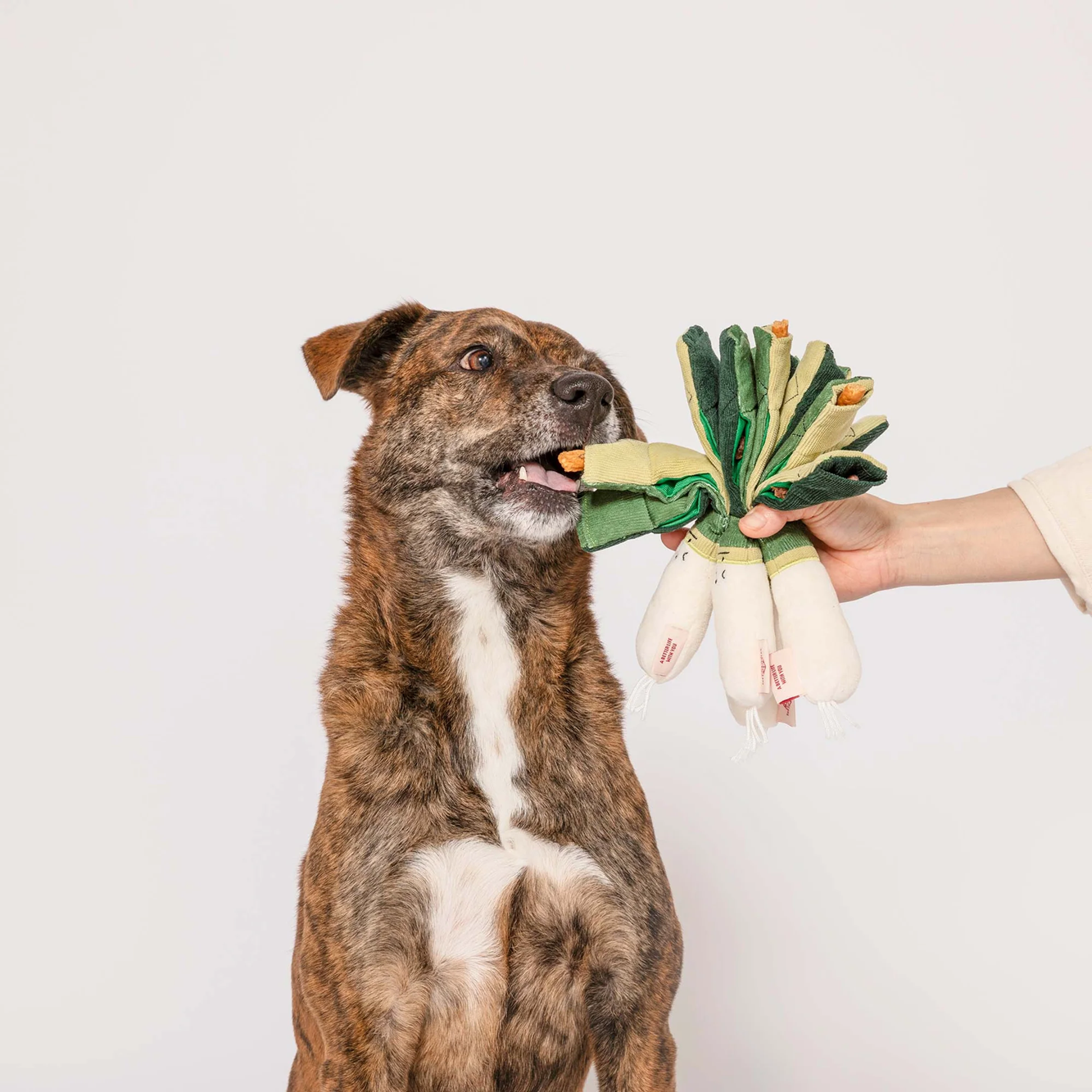 Squeaky Interactive Nosework Dog Toy, Green Onion