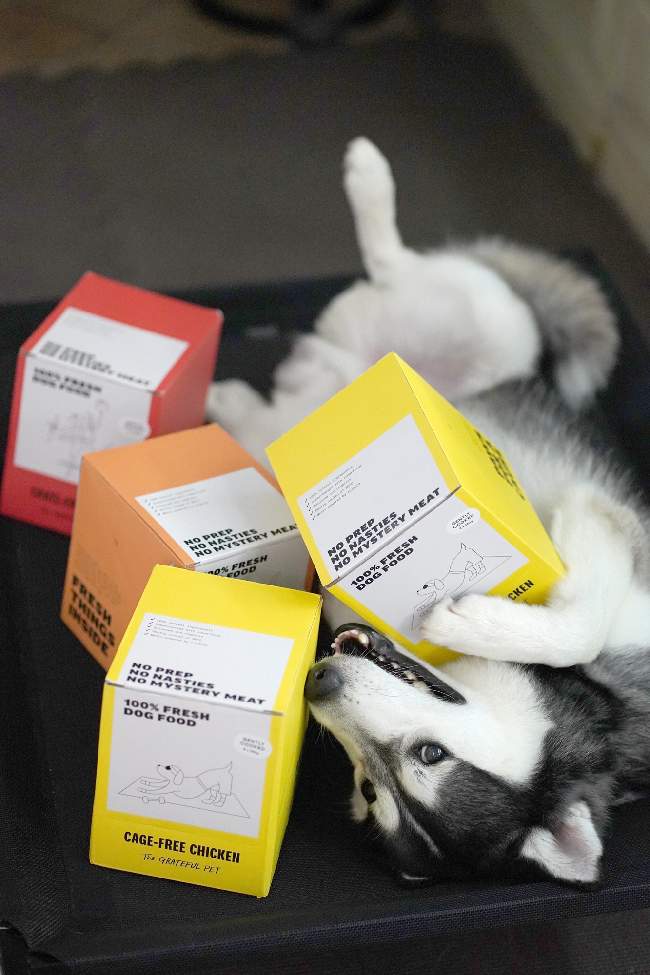 The Grateful Pet: Cooked Food for Dogs, Cage-free Chicken
