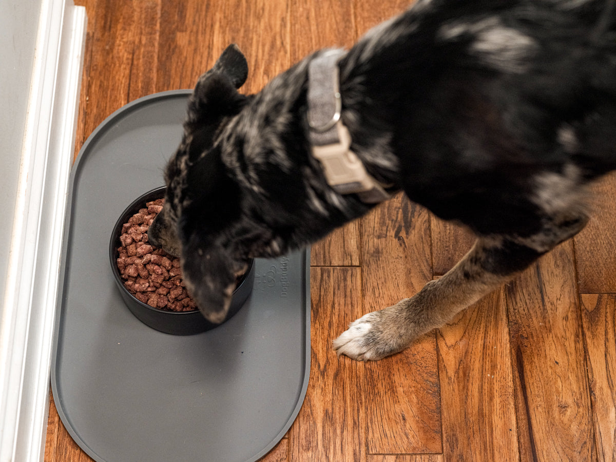 Vital Essentials premium freeze dried raw turkey dog food crunchy mini nibs made with responsibly sourced butcher cut protein.